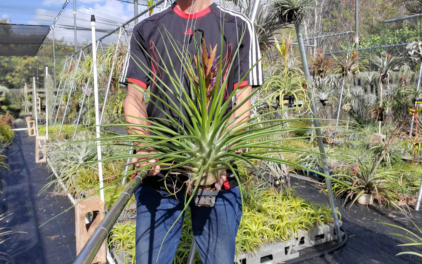 Tillandsia Albert The Great. (flagellata x bulbosa)