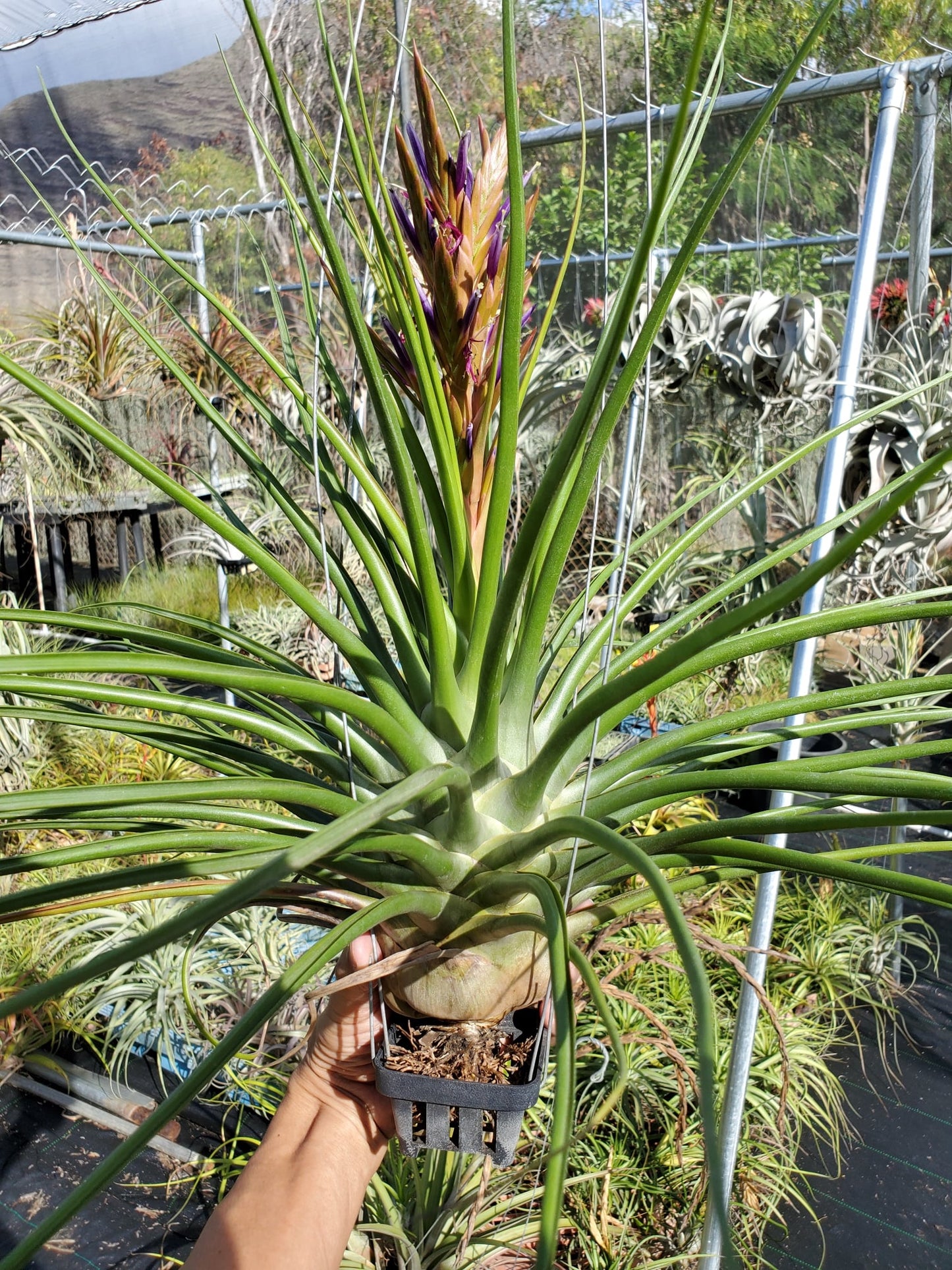 Tillandsia Albert The Great. (flagellata x bulbosa)