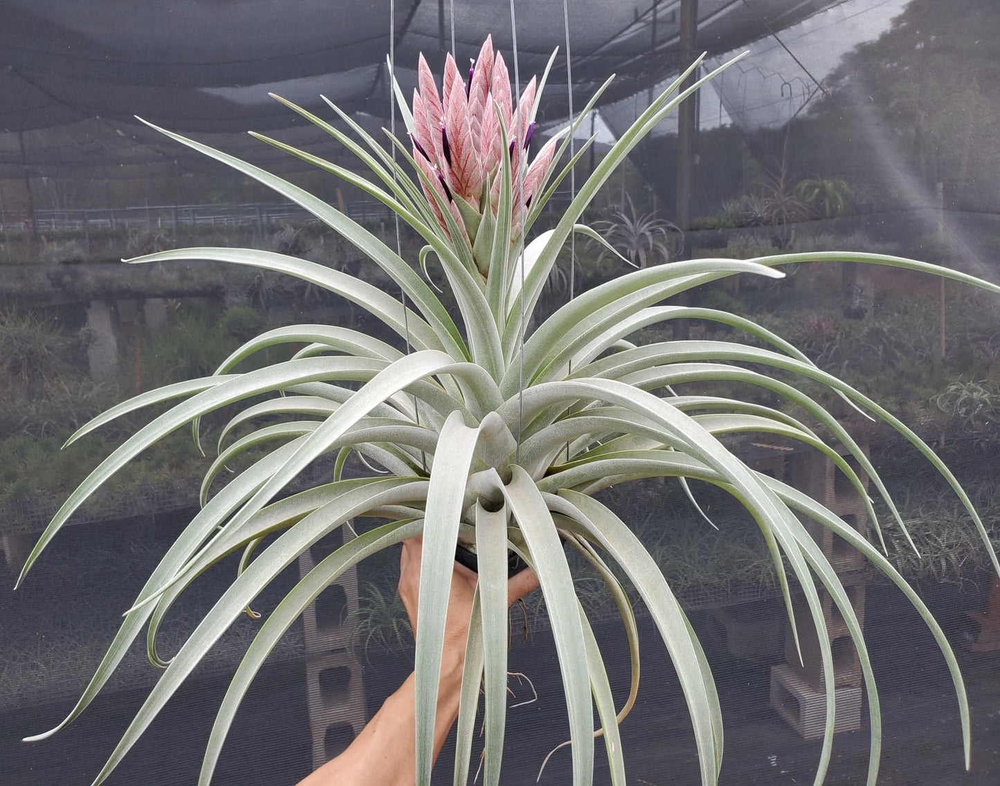 Tillandsia Tropical Fire