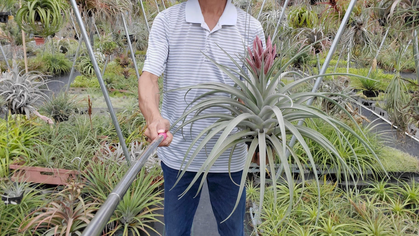 Tillandsia Tropical Fire