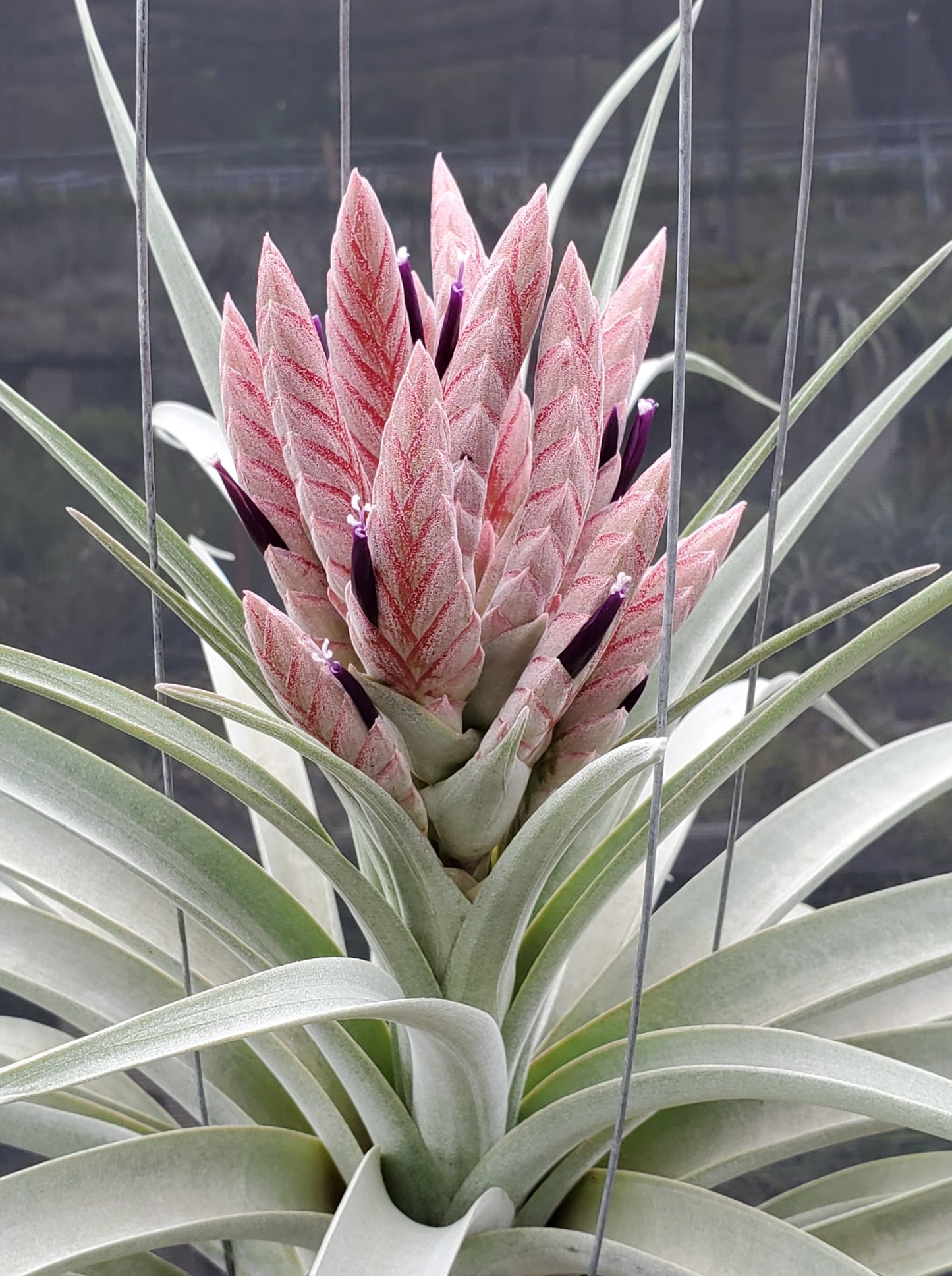 Tillandsia Tropical Fire