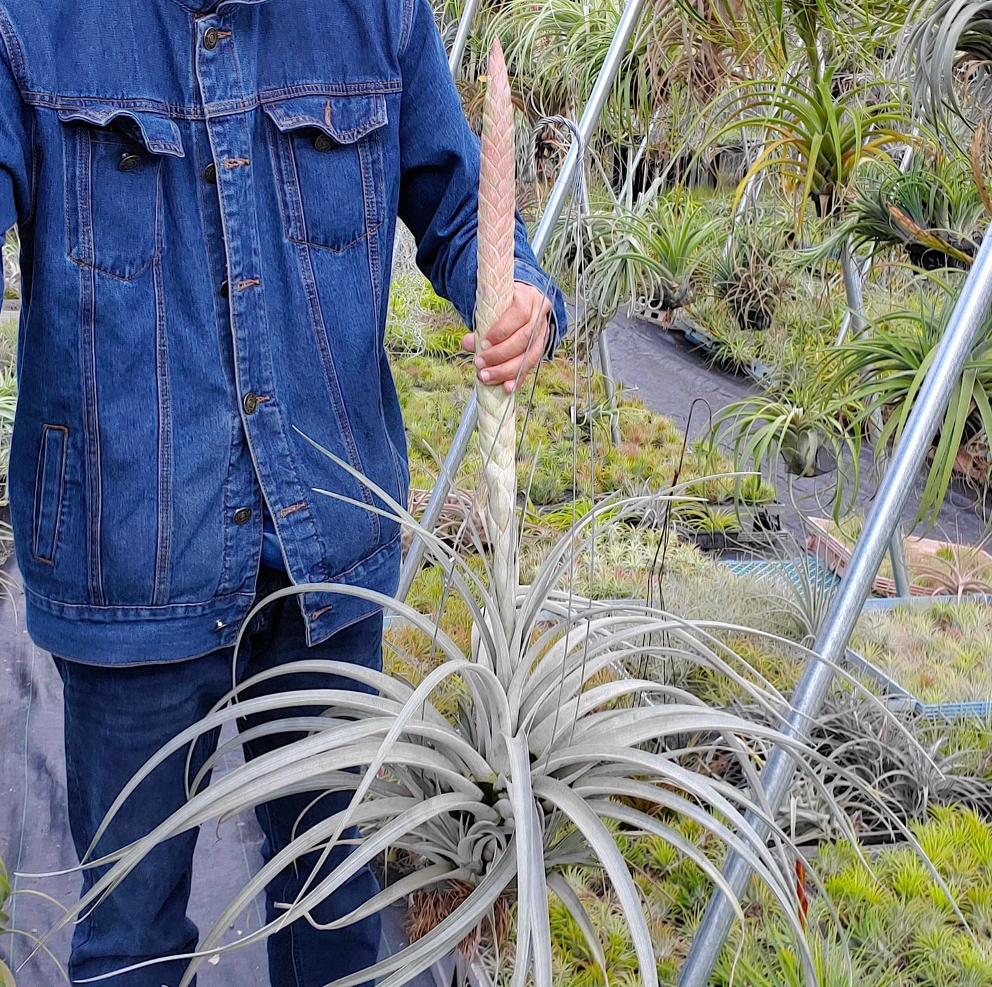 Tillandsia Bartolo. (chiapensis x jalisco-monticola)