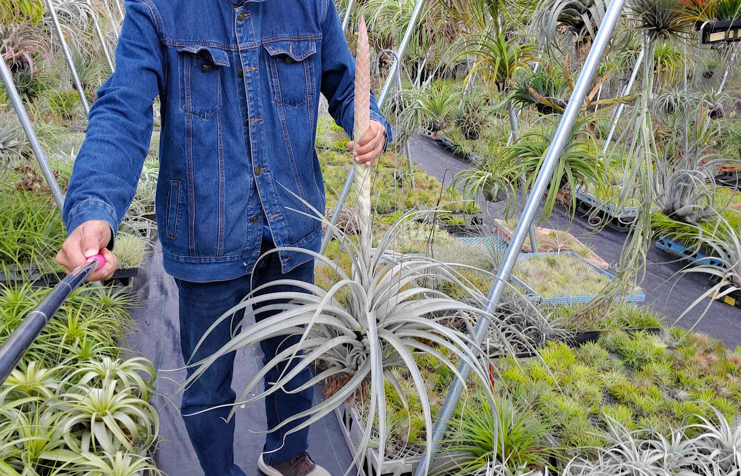 Tillandsia Bartolo. (chiapensis x jalisco-monticola)