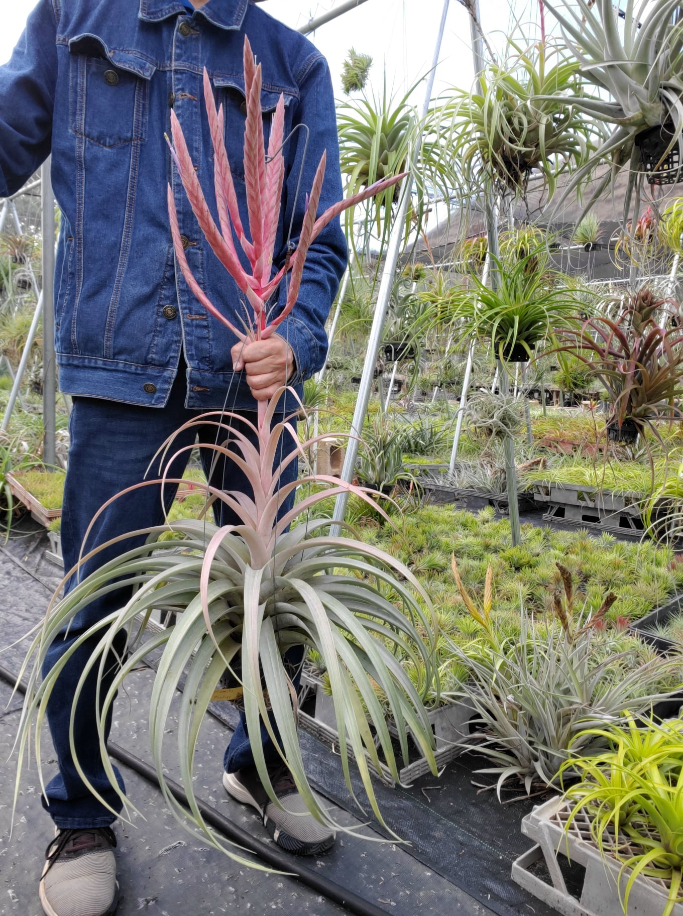 Tillandsia Dimmitt's Prodigy. (xerographica x roland gosselinii) x chiapensis.