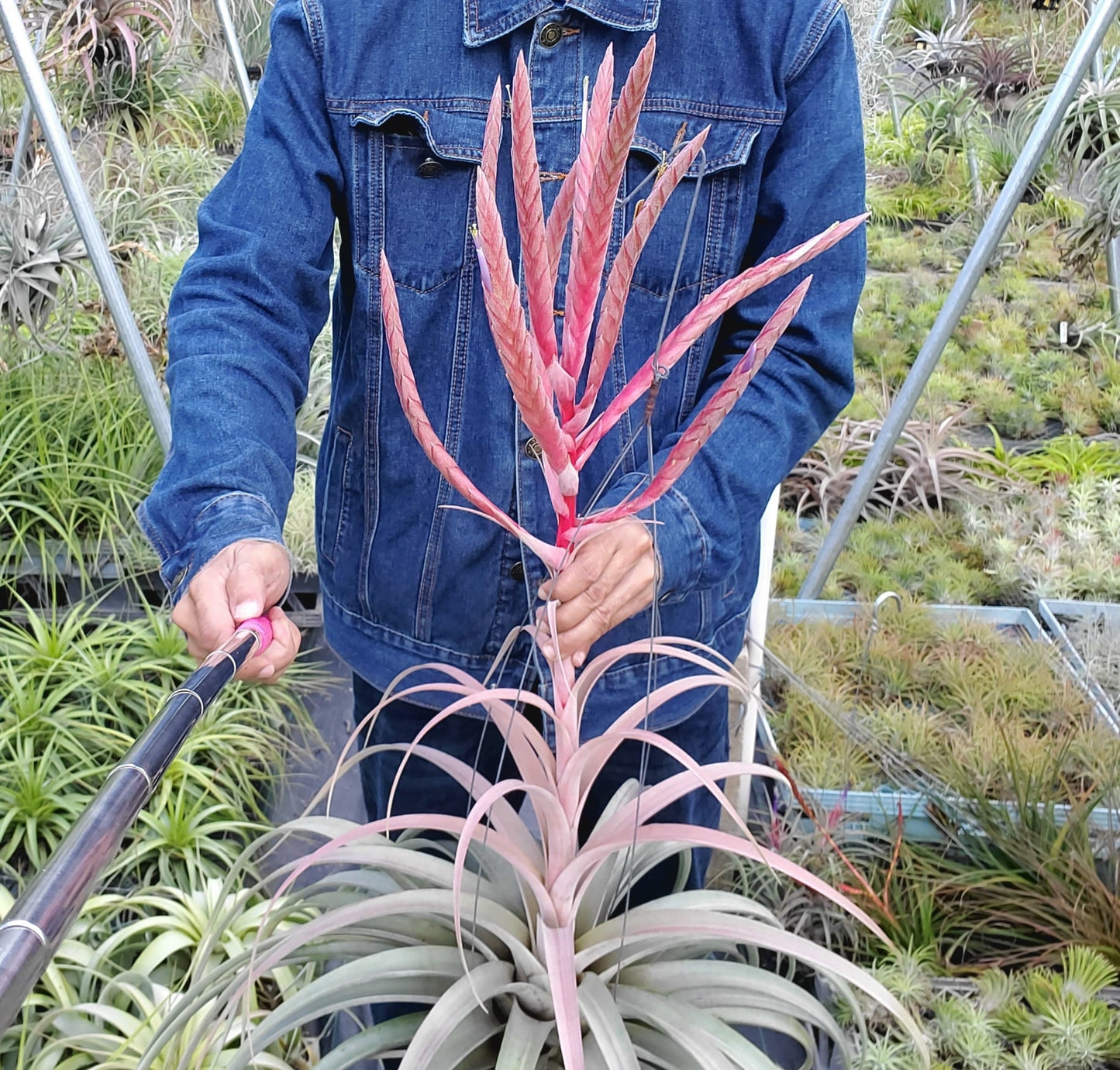 Tillandsia Dimmitt's Prodigy. (xerographica x roland gosselinii) x chiapensis.