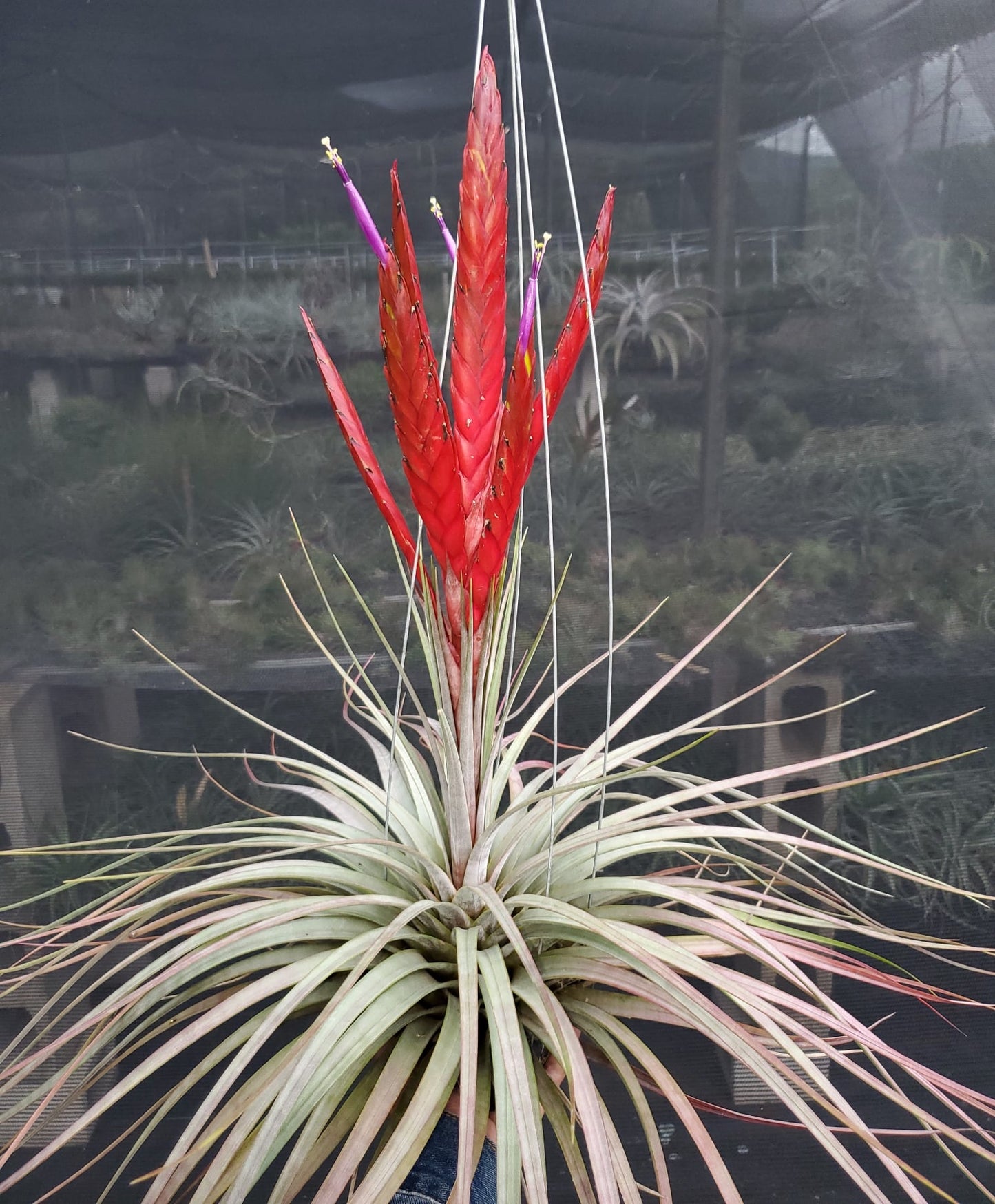 Tillandsia fasciculata Magnificent x concolor