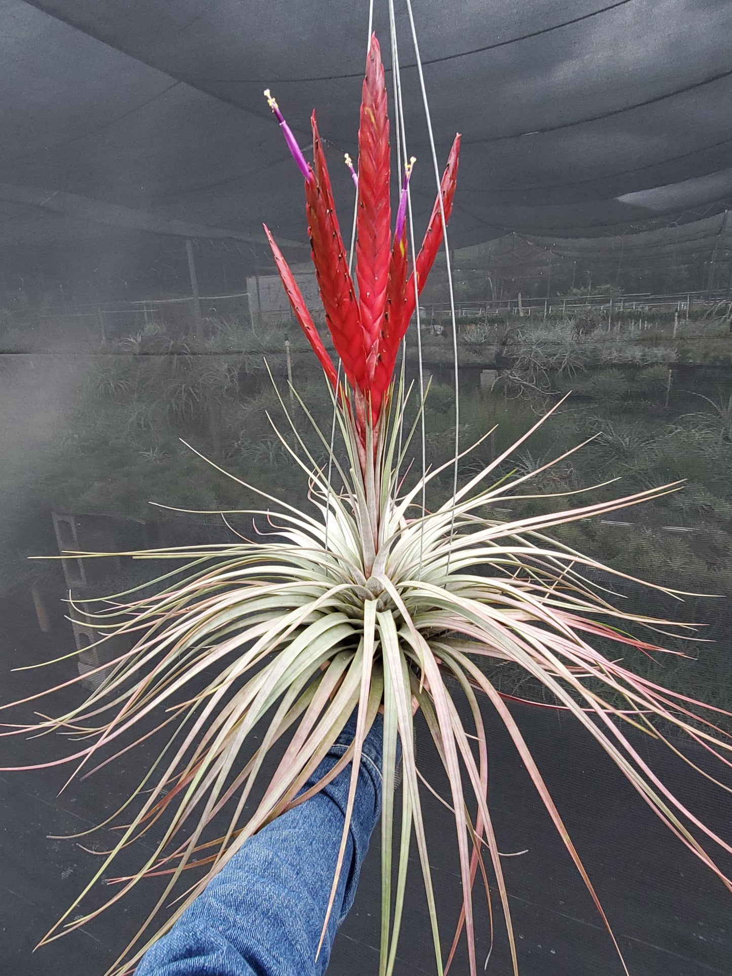 Tillandsia fasciculata Magnificent x concolor