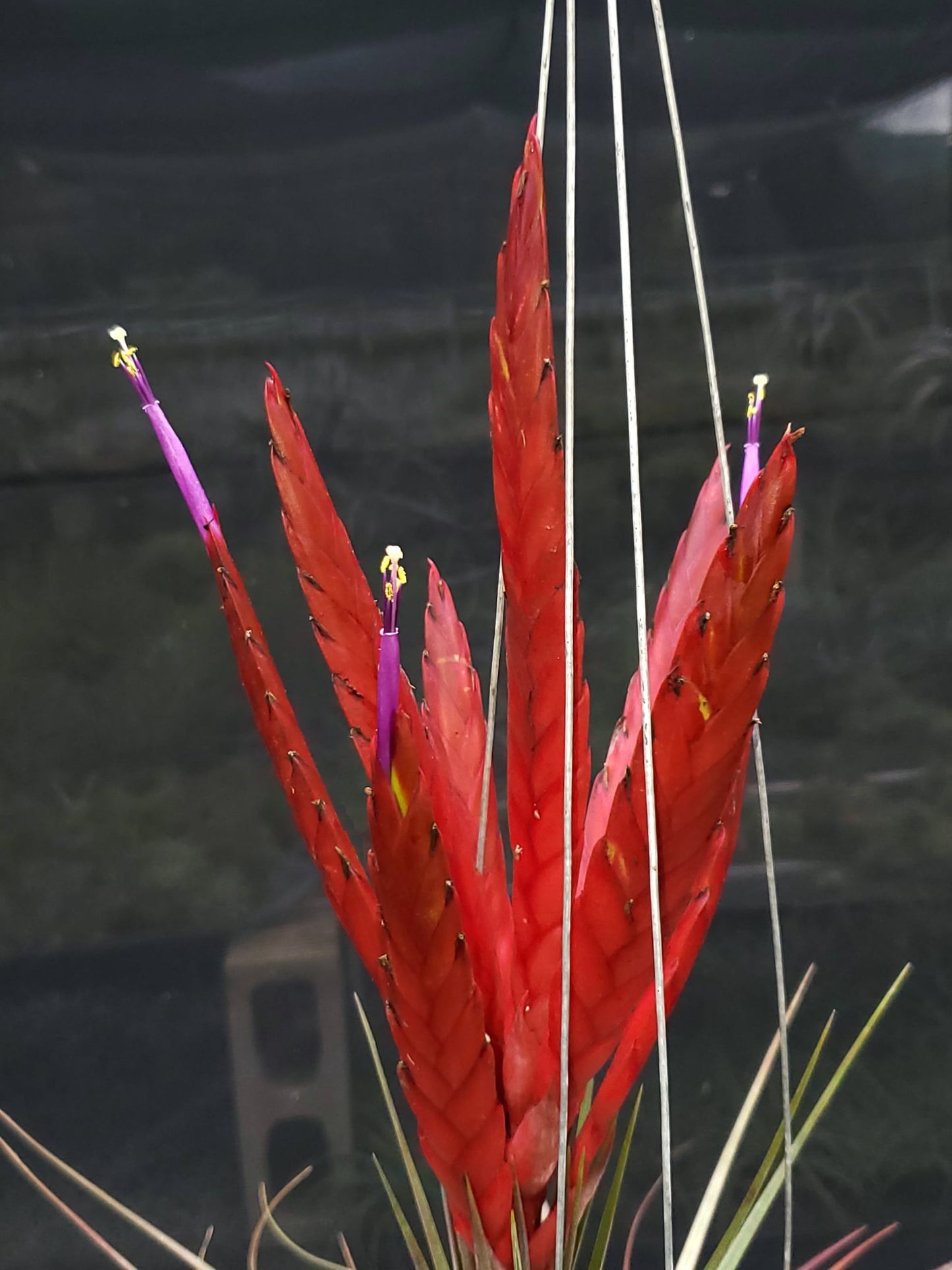 Tillandsia fasciculata Magnificent x concolor