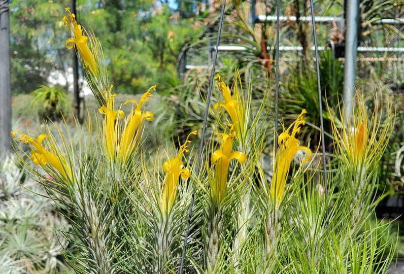 Tillandsia Domingo's Funckiana. (Yellow flower funckiana form)