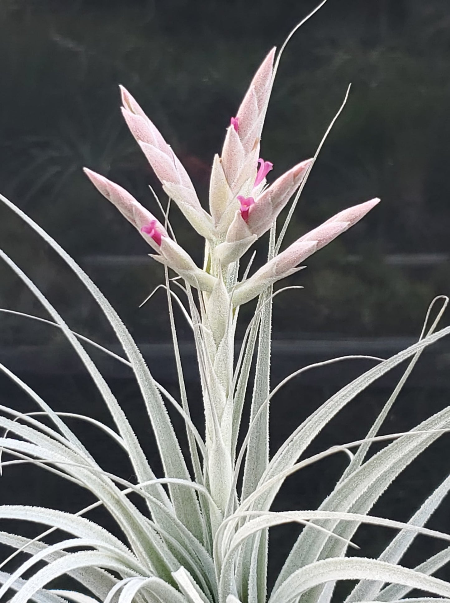 Tillandsia chapeuensis