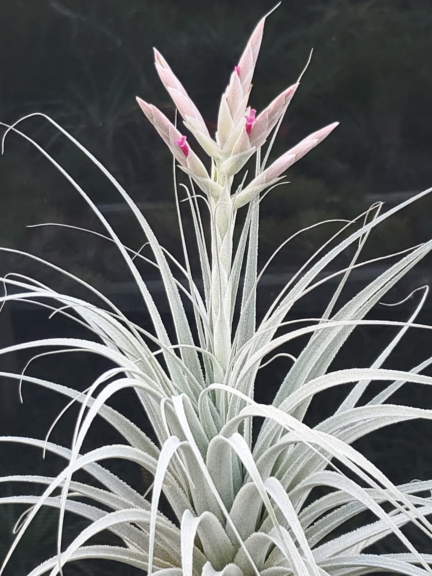 Tillandsia chapeuensis