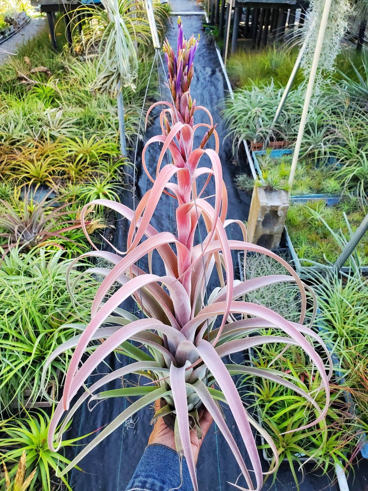 Tillandsia riohondoensis x streptophylla