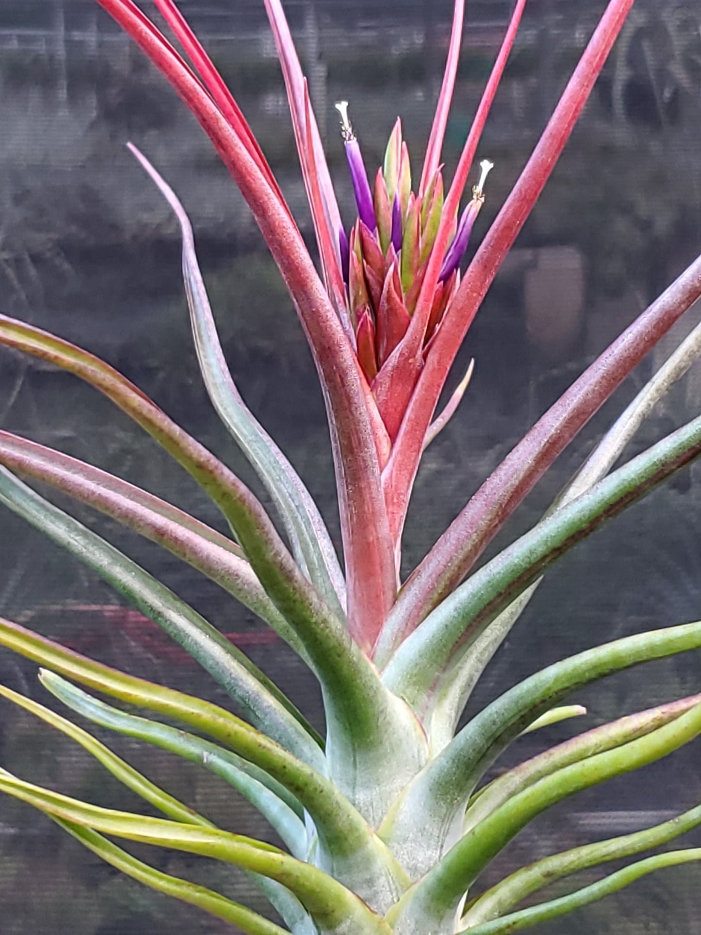 Tillandsia bulbosa large form x concolor