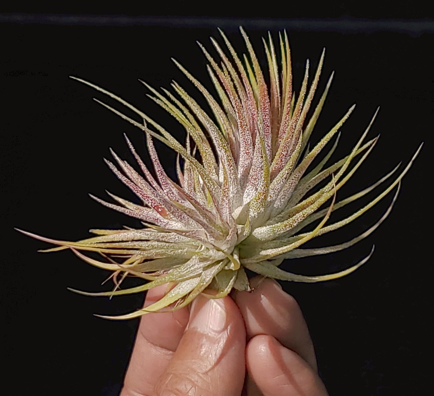 Tillandsia ionantha fuego fuzzy form