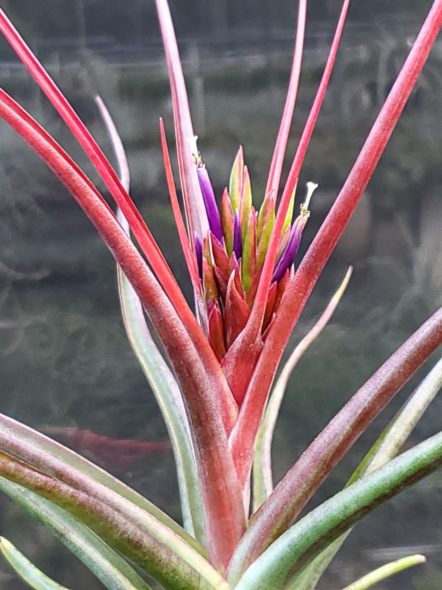 Tillandsia bulbosa large form x concolor