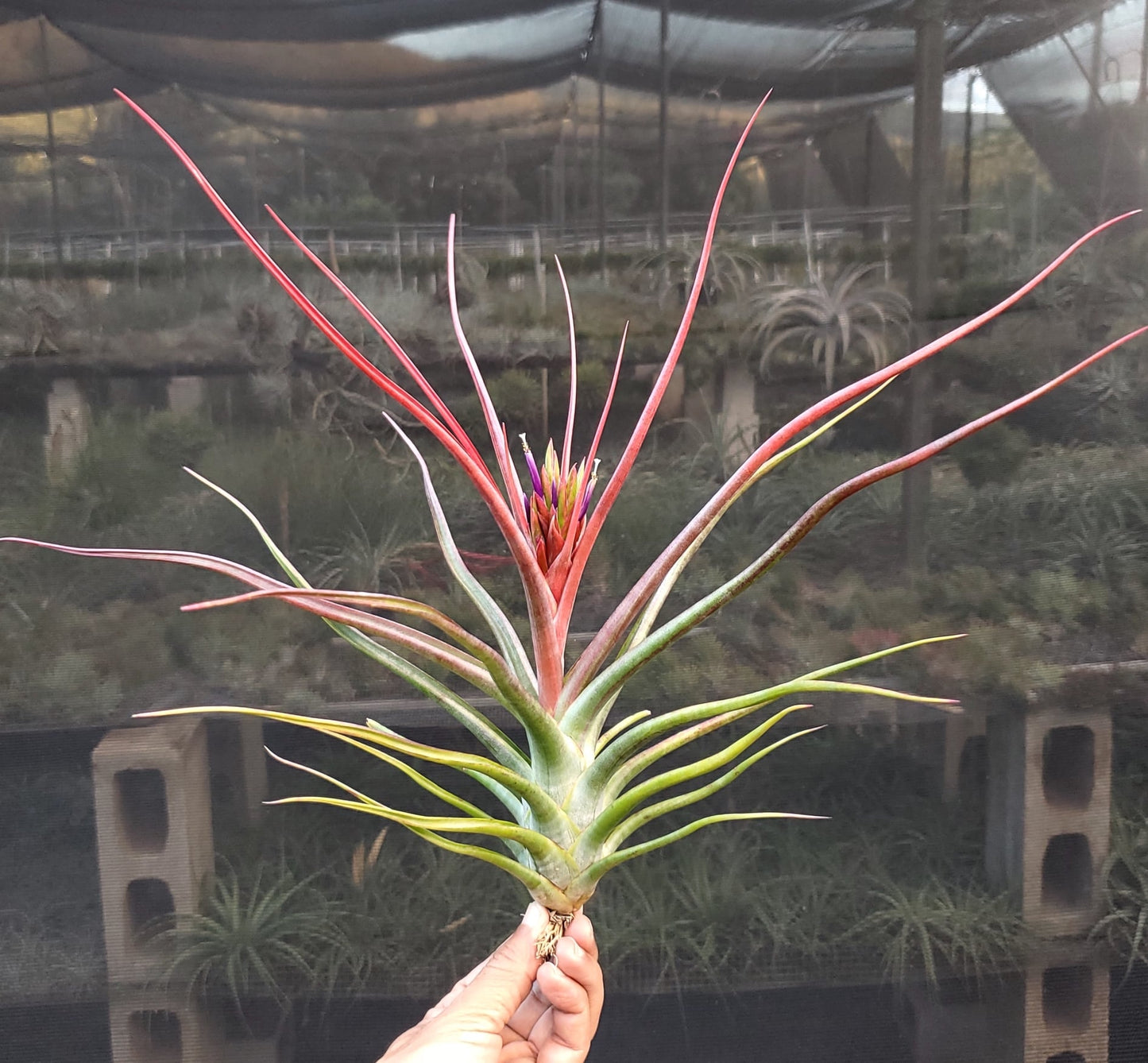 Tillandsia bulbosa large form x concolor