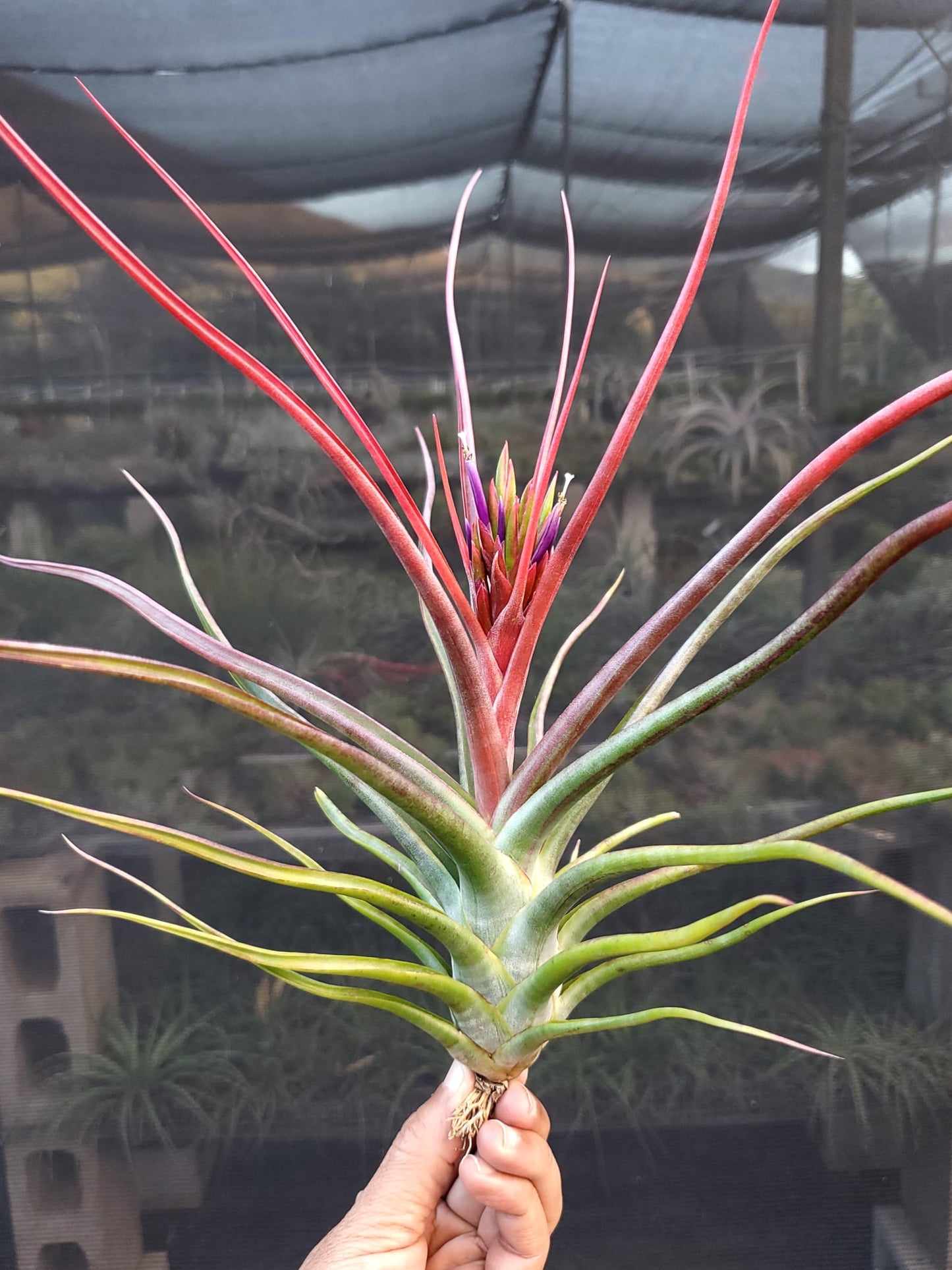 Tillandsia bulbosa large form x concolor