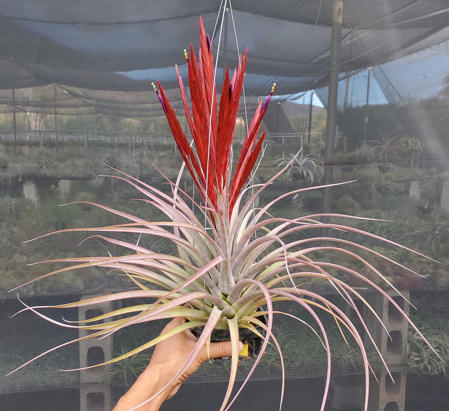 Tillandsia concolor x flabellata