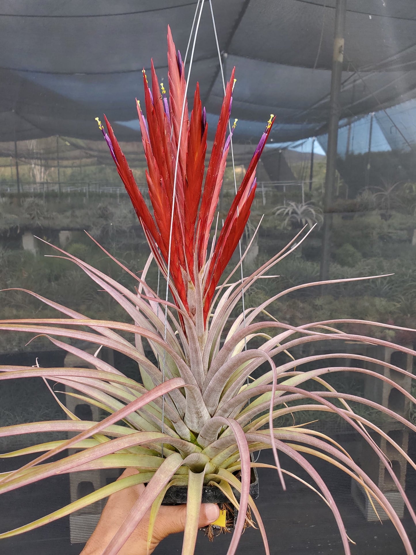 Tillandsia concolor x flabellata