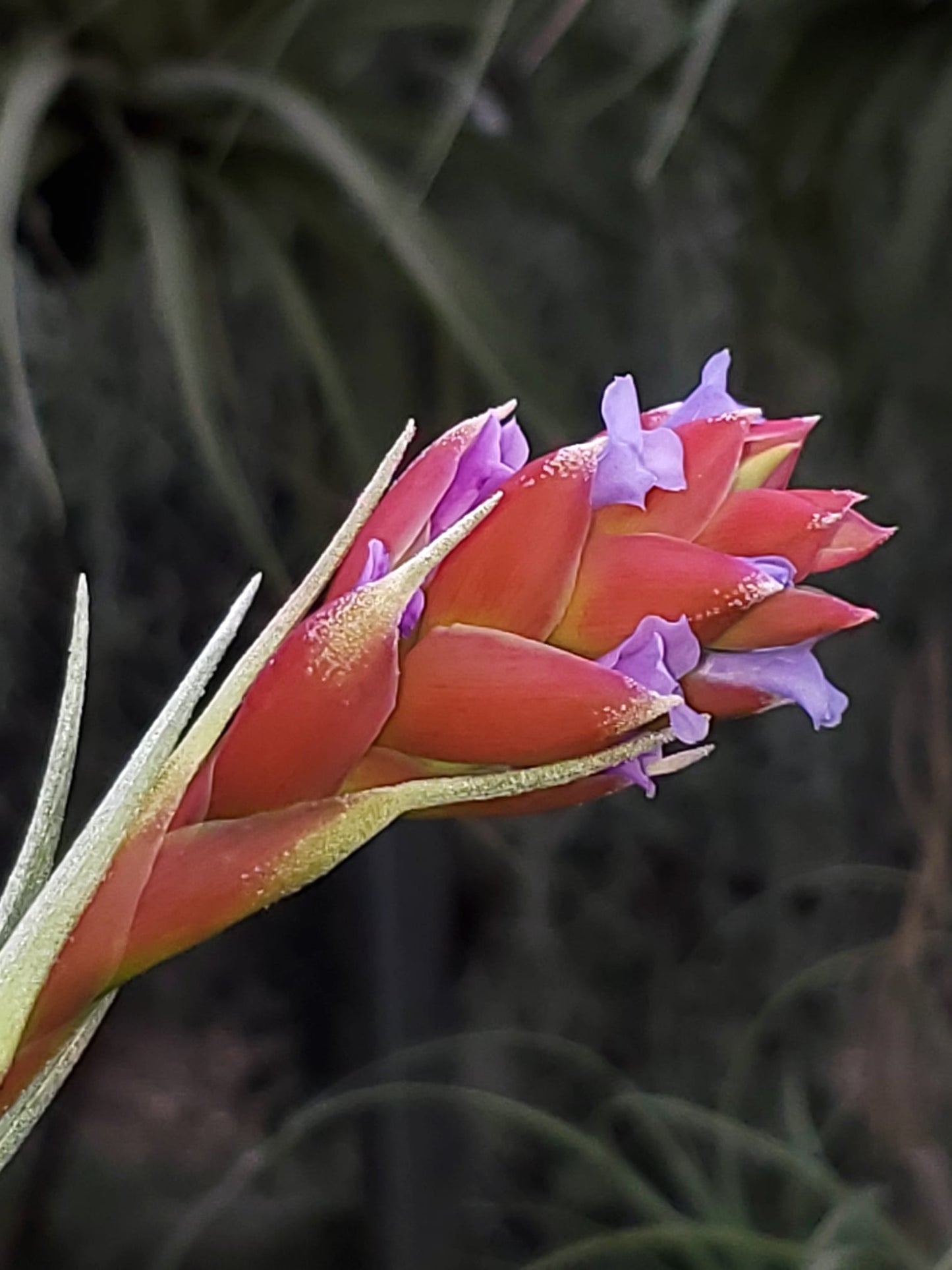 Tillandsia neglecta x recurvifolia