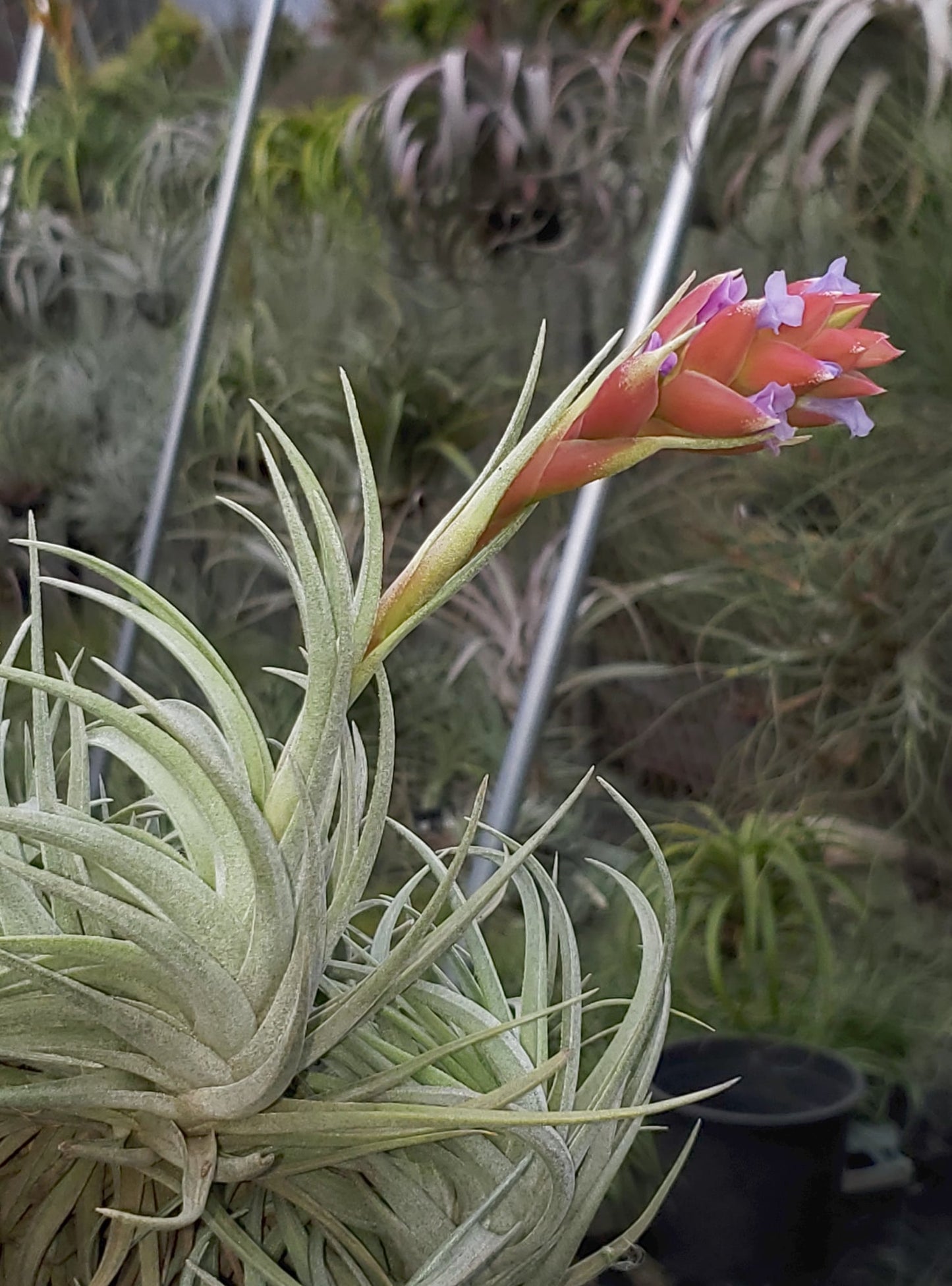 Tillandsia neglecta x recurvifolia