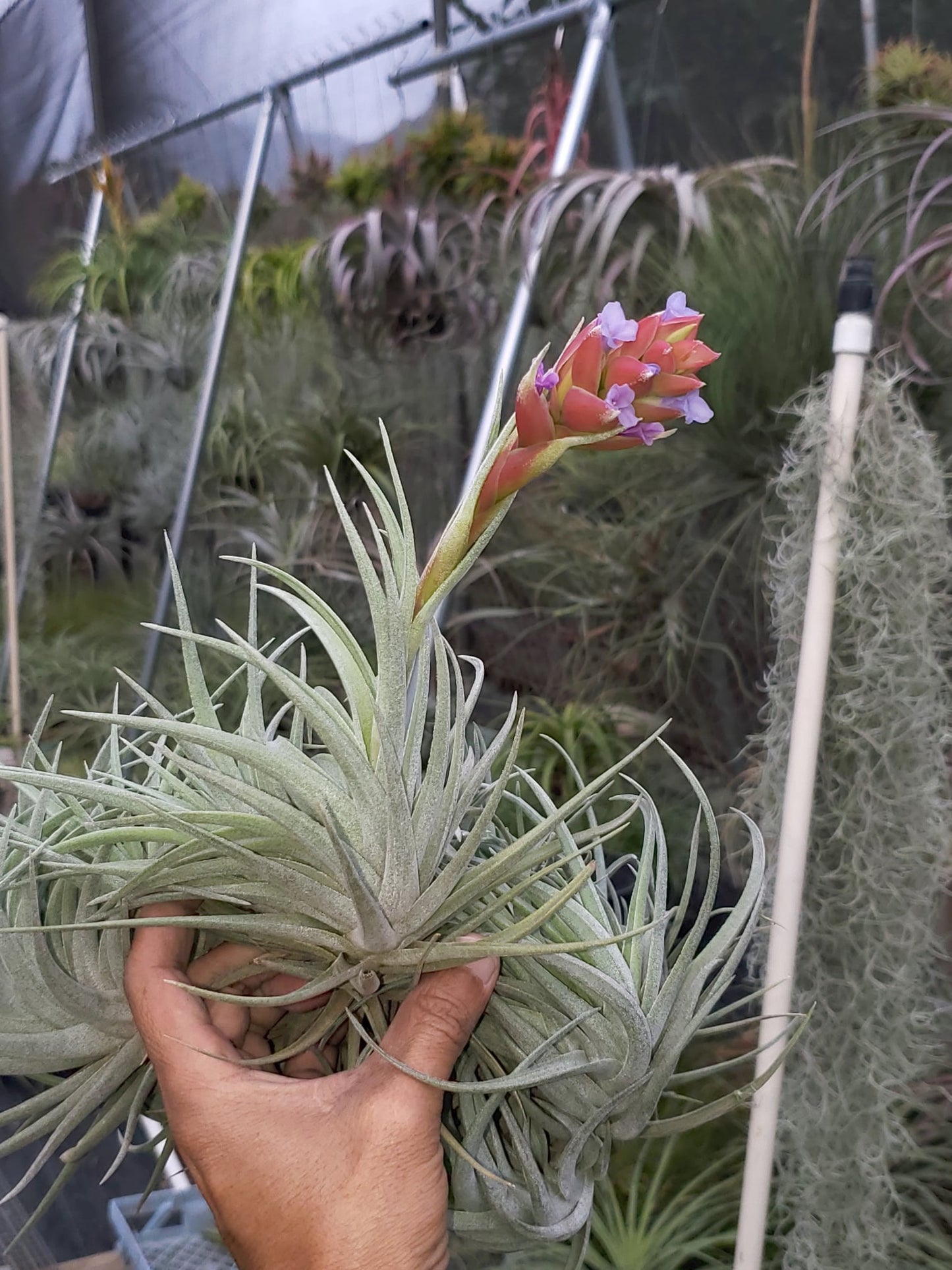 Tillandsia neglecta x recurvifolia