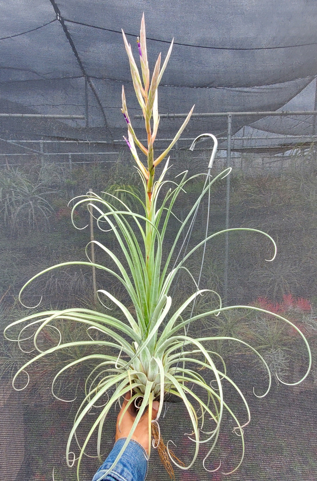 Tillandsia exserta large form x streptophylla