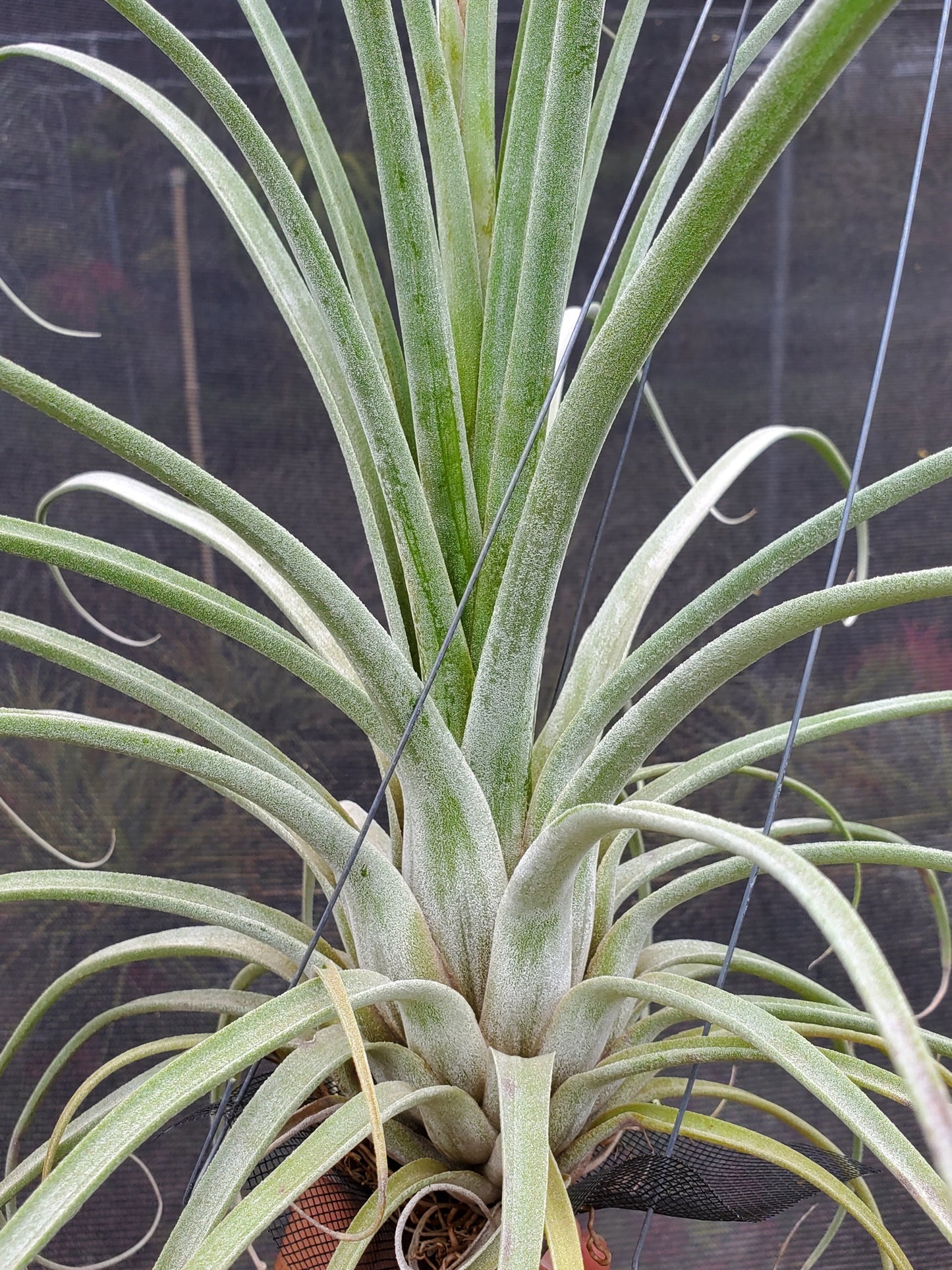 Tillandsia exserta large form x streptophylla