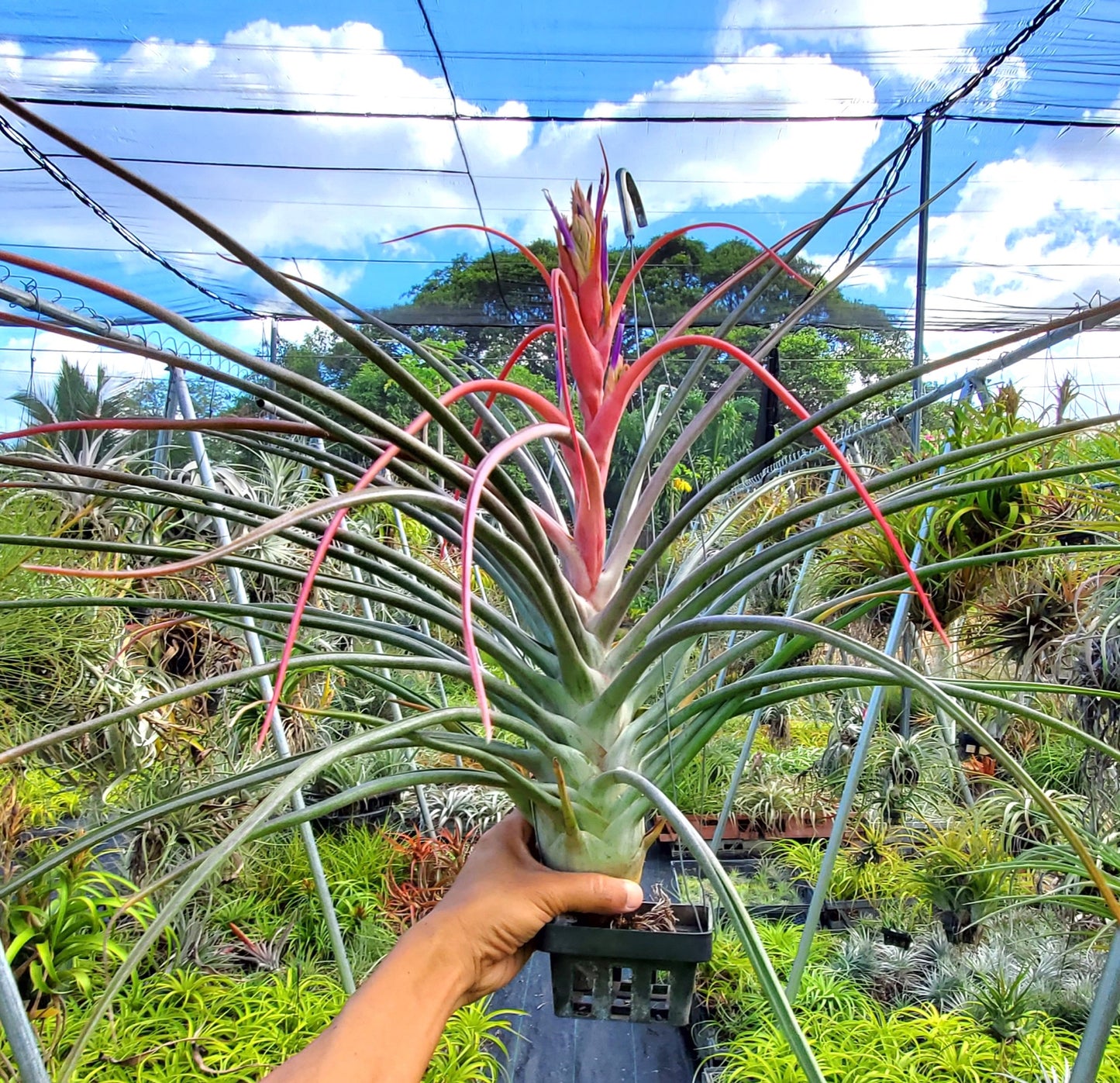 Tillandsia Mali Dofitas.