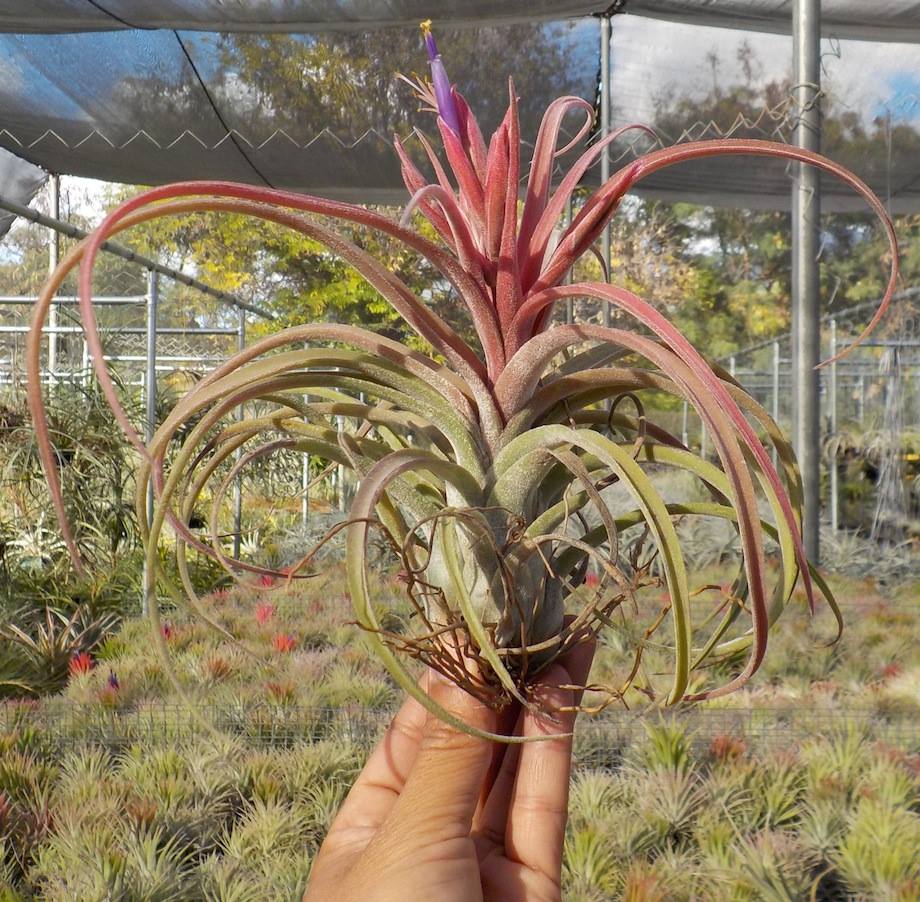 Tillandsia Trent. (Aleta x streptophylla)