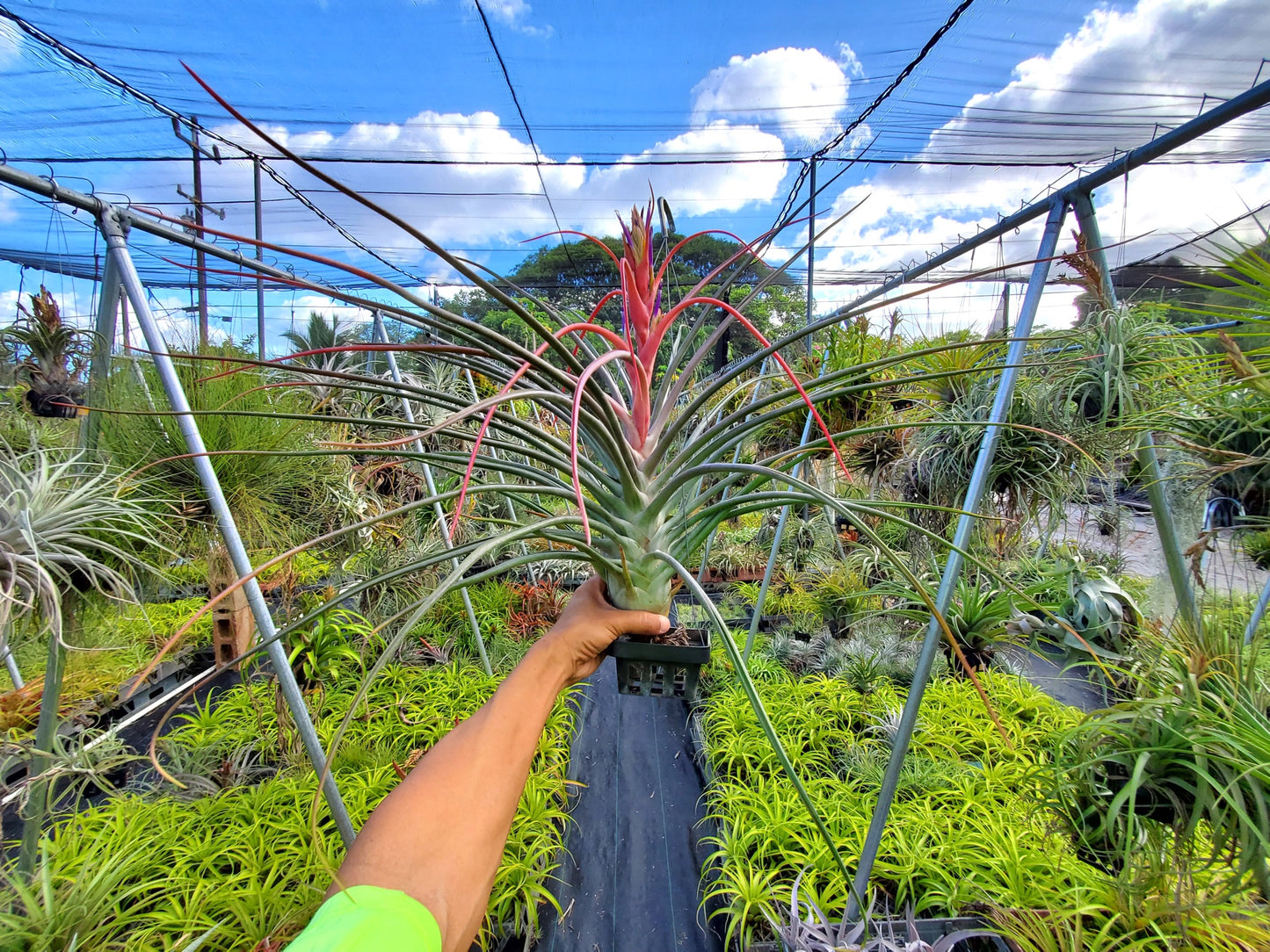 Tillandsia Mali Dofitas.