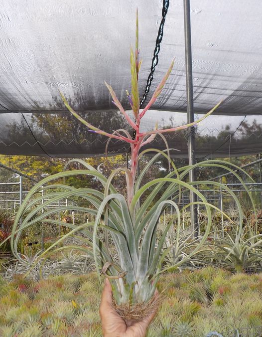 Tillandsia caput-medusae x streptophylla