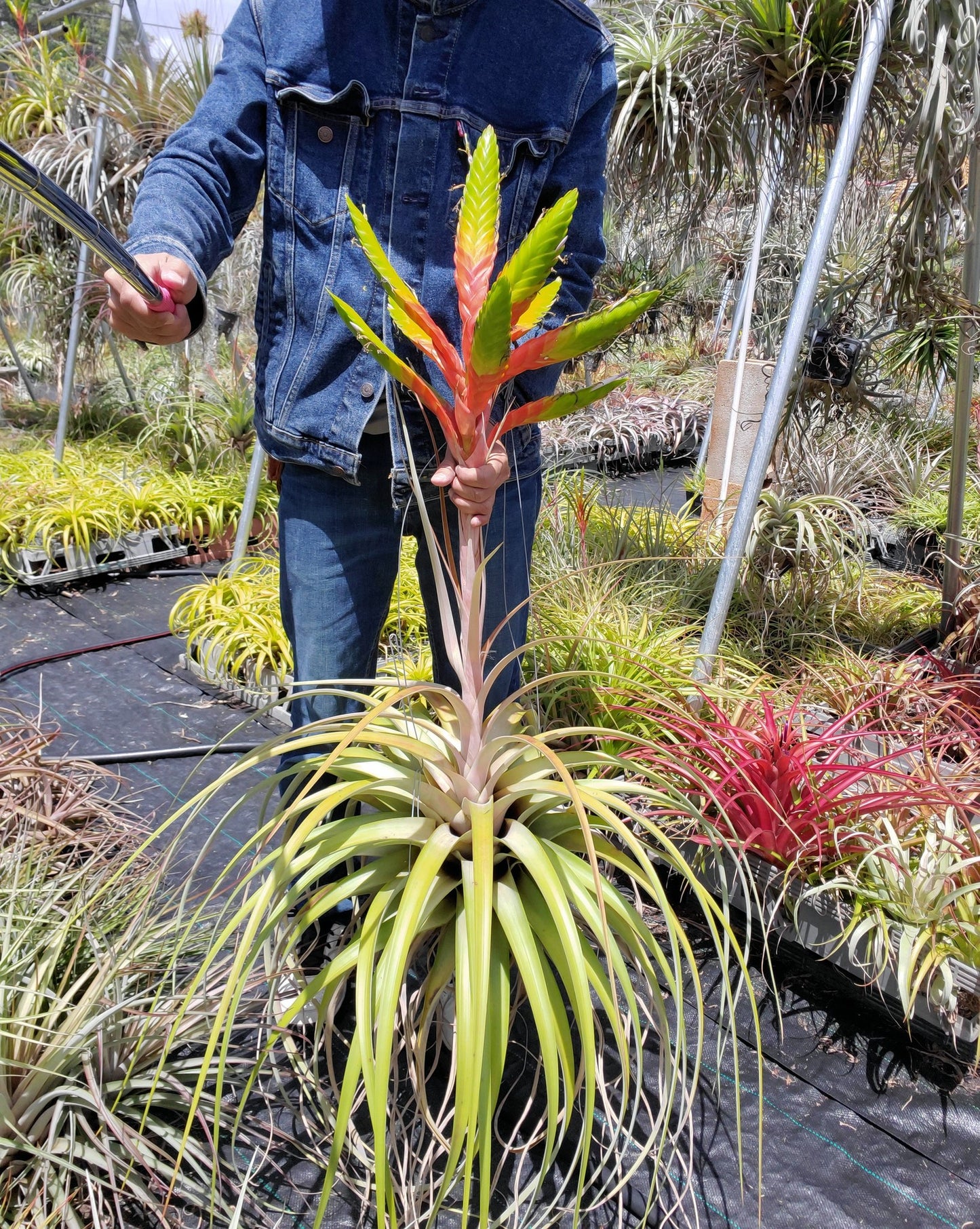 Tillandsia rothii x jalisco-monticola