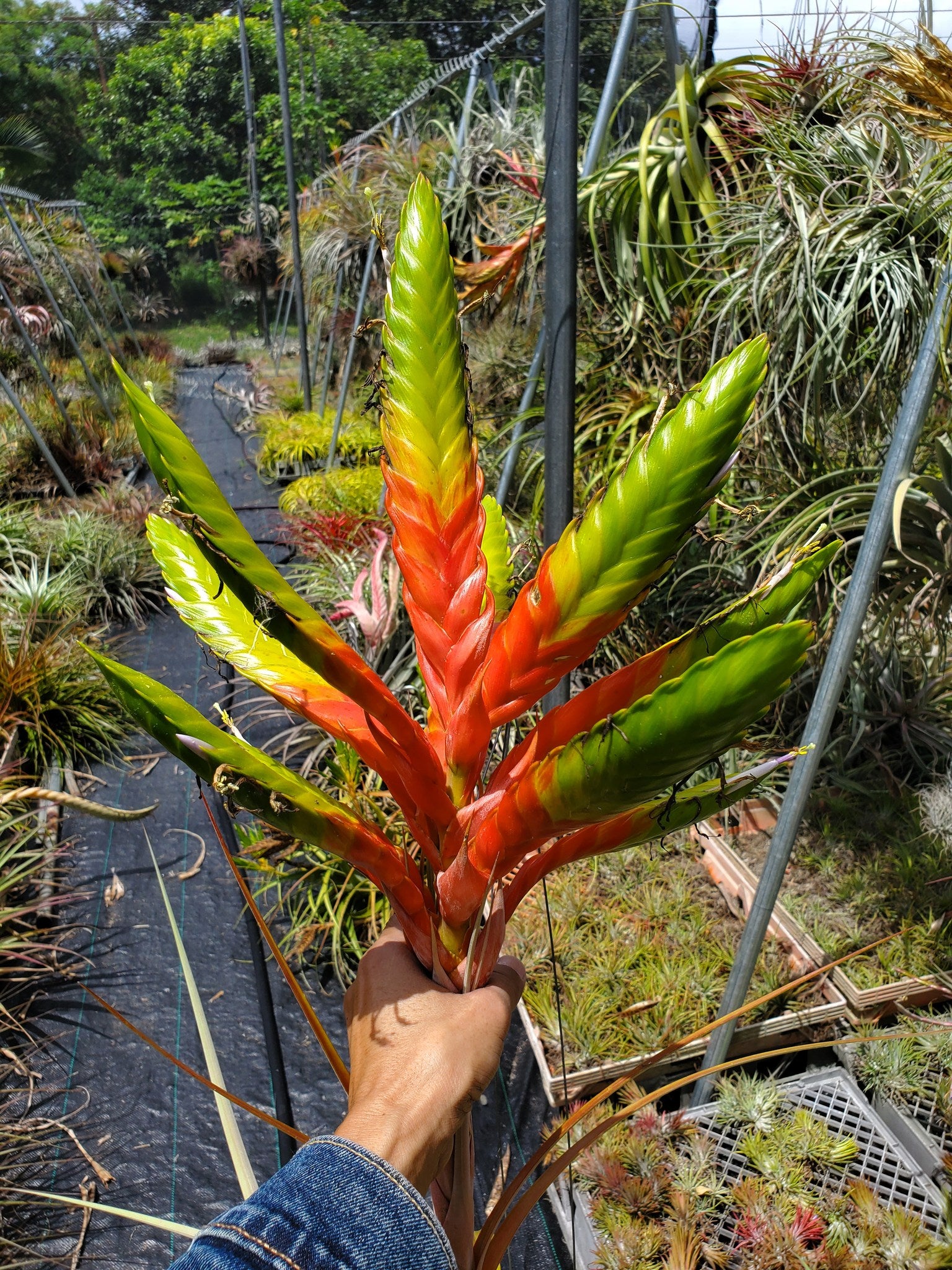 Specimen Bareroot 'Avatar Nuevo' Air hot Plant (Tillandsia jalisco-monticola x Tillandsia rothii) BRTSP1221C