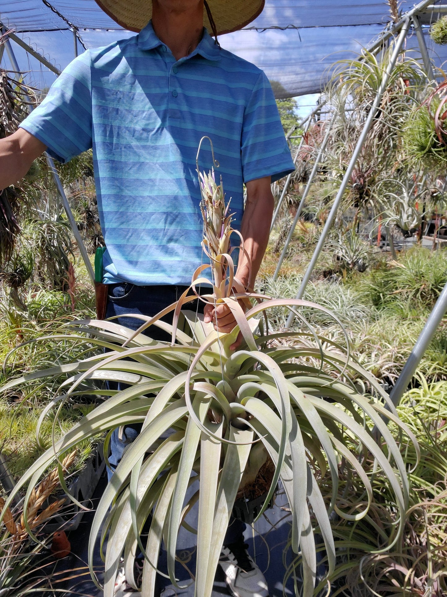 Tillandsia Hawaiian Monarch. (capitata orange form x streptophylla)