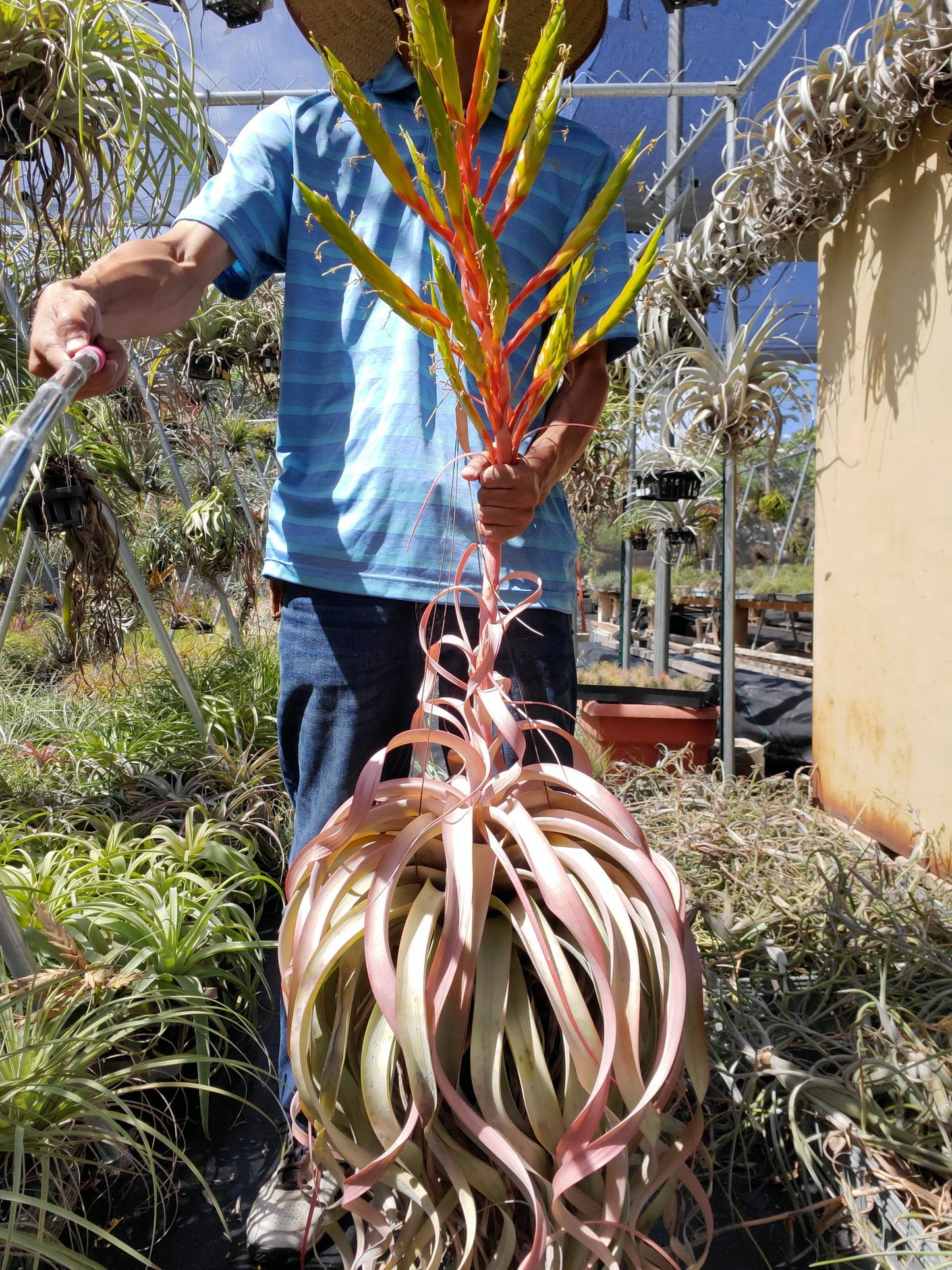 Tillandsia xerographica x rothii