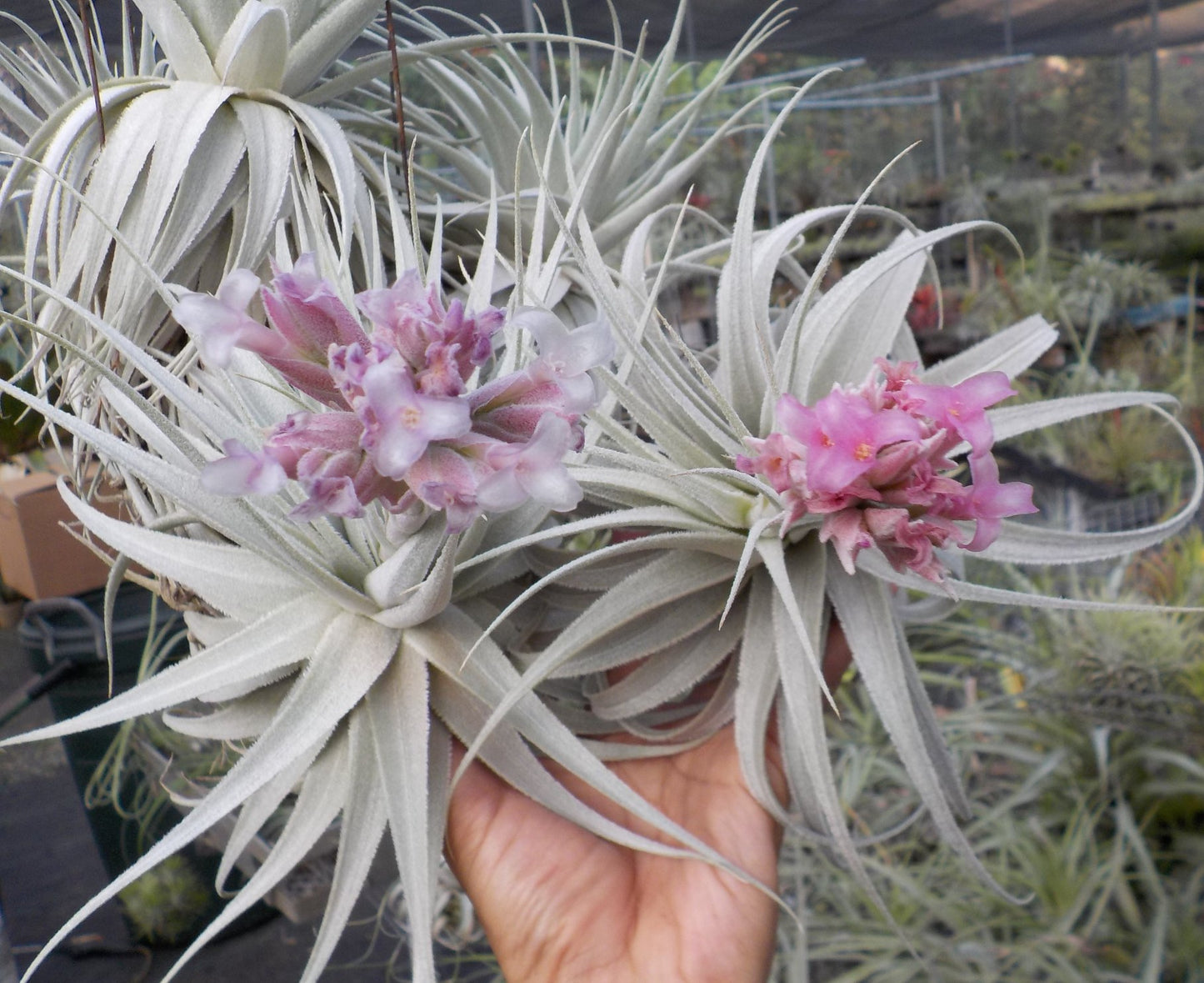 Tillandsia gardneri rupicola. (Light purple flower form)