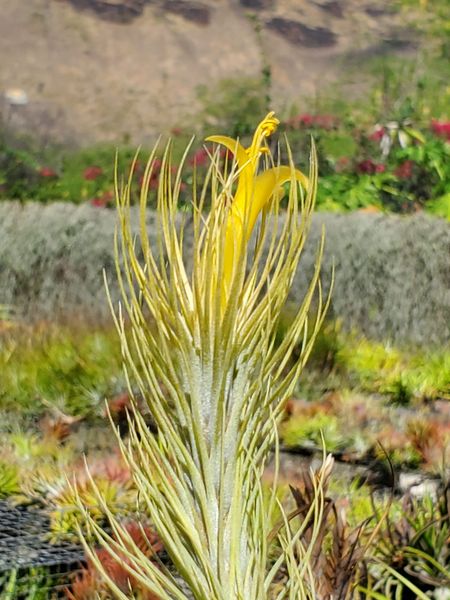 Tillandsia Domingo's Funckiana.  (Yellow flower funckiana form)