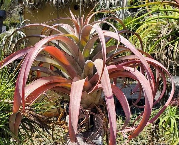 Tillandsia Coconut Grove. (chiapensis x capitata red)