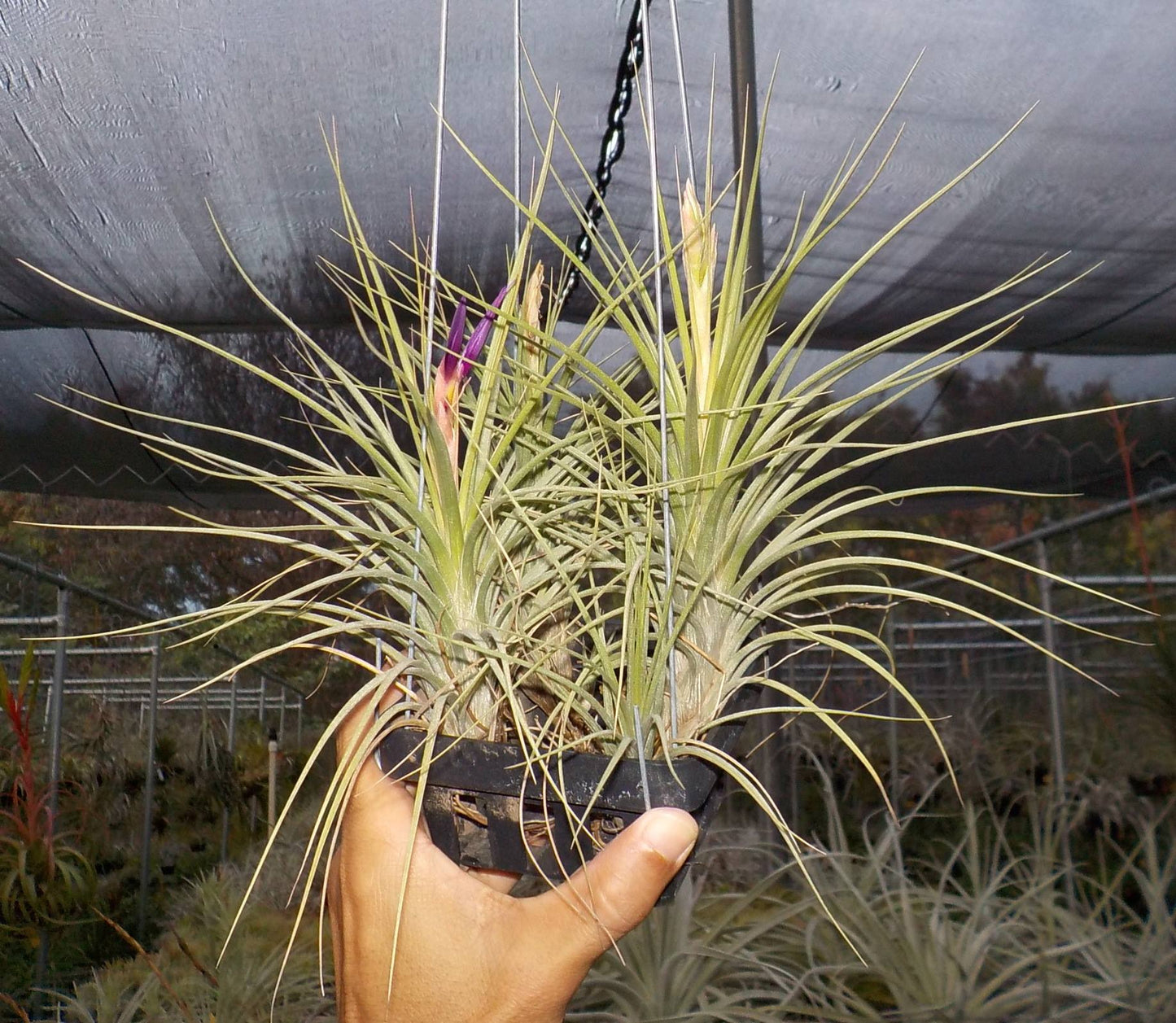 Tillandsia Kawaii Kauai. (funckiana x baileyi)