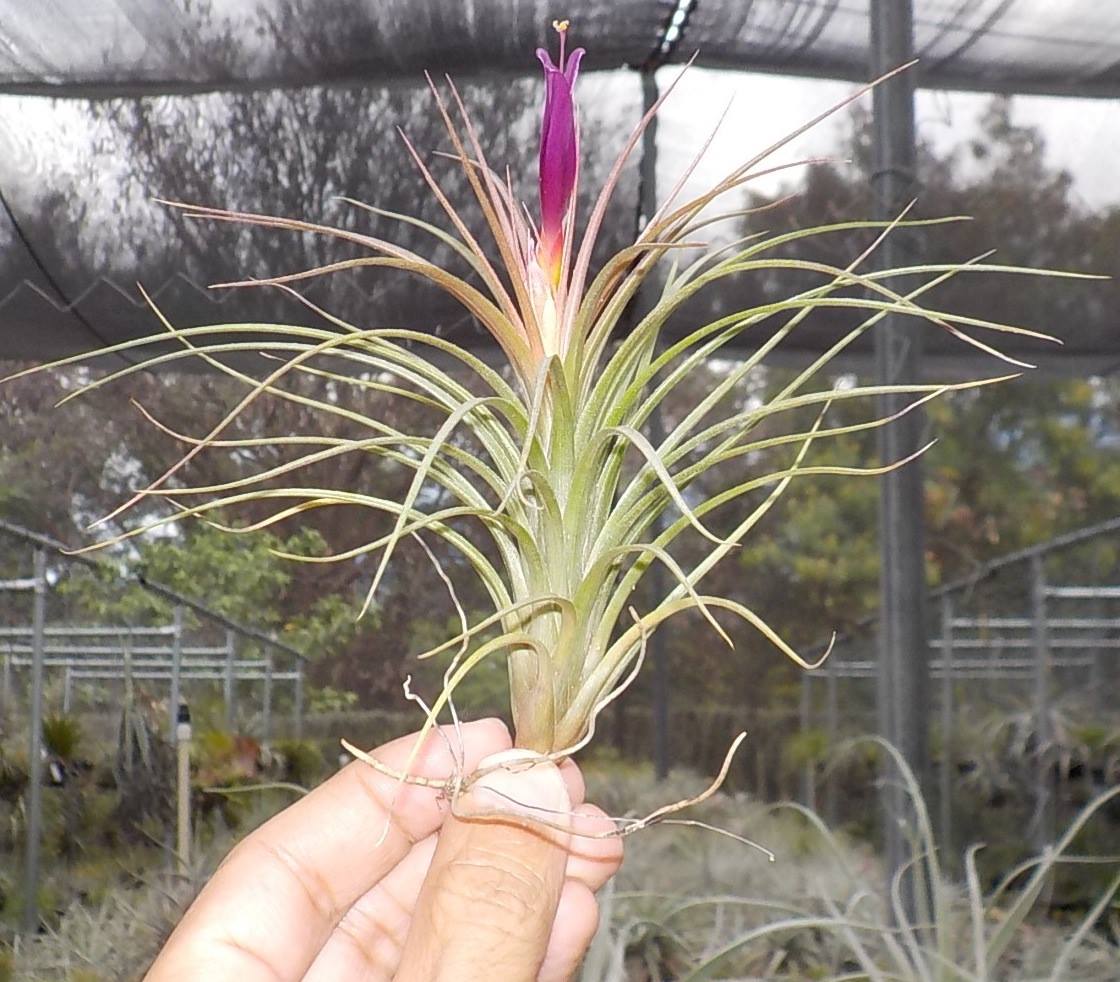 Tillandsia Waikiki. (Califano x funckiana)