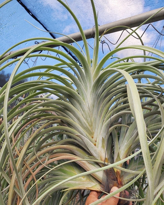 Tillandsia exserta, large, long leaf, fan form.