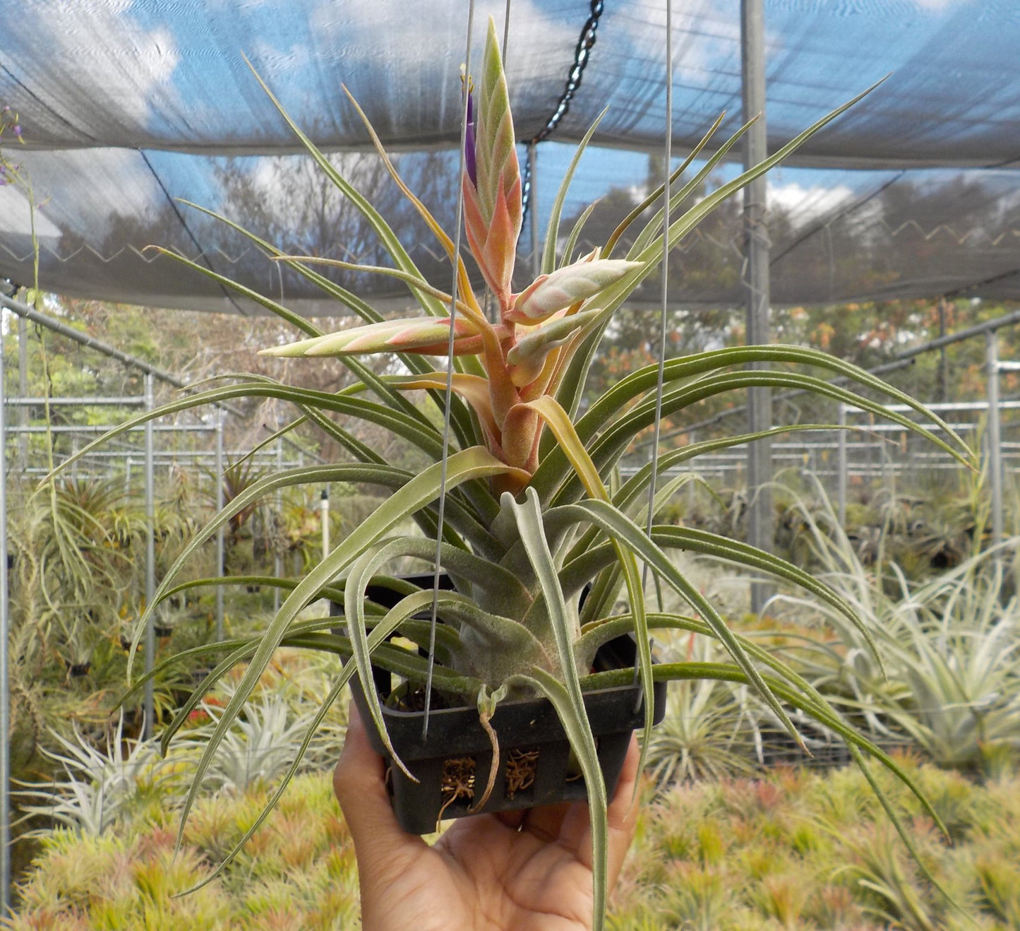 Tillandsia Sitting Pretty