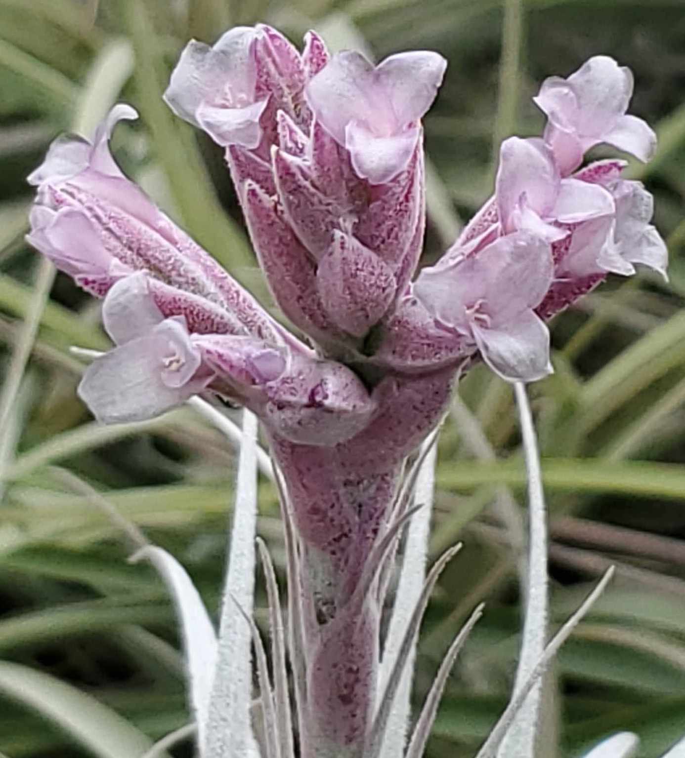 Gardneri var Rupicola – Air Plant Hub