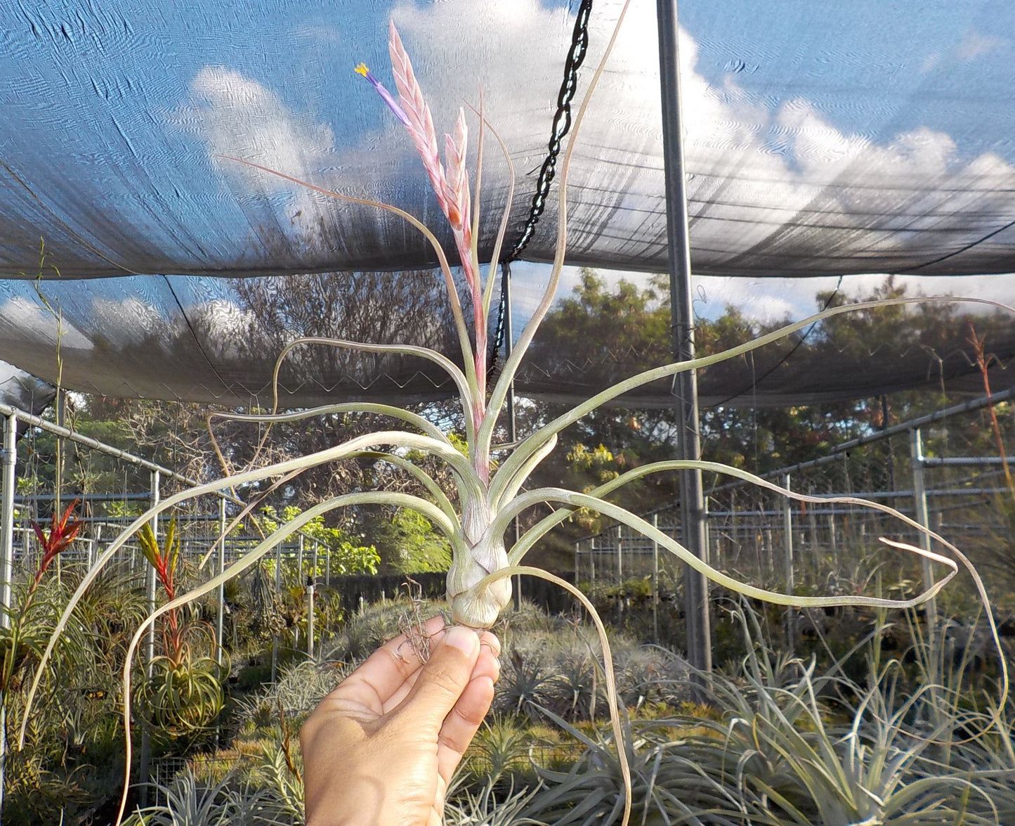 Tillandsia Hawaiian Tentacles. (bailleyi x pseudobaileyi)