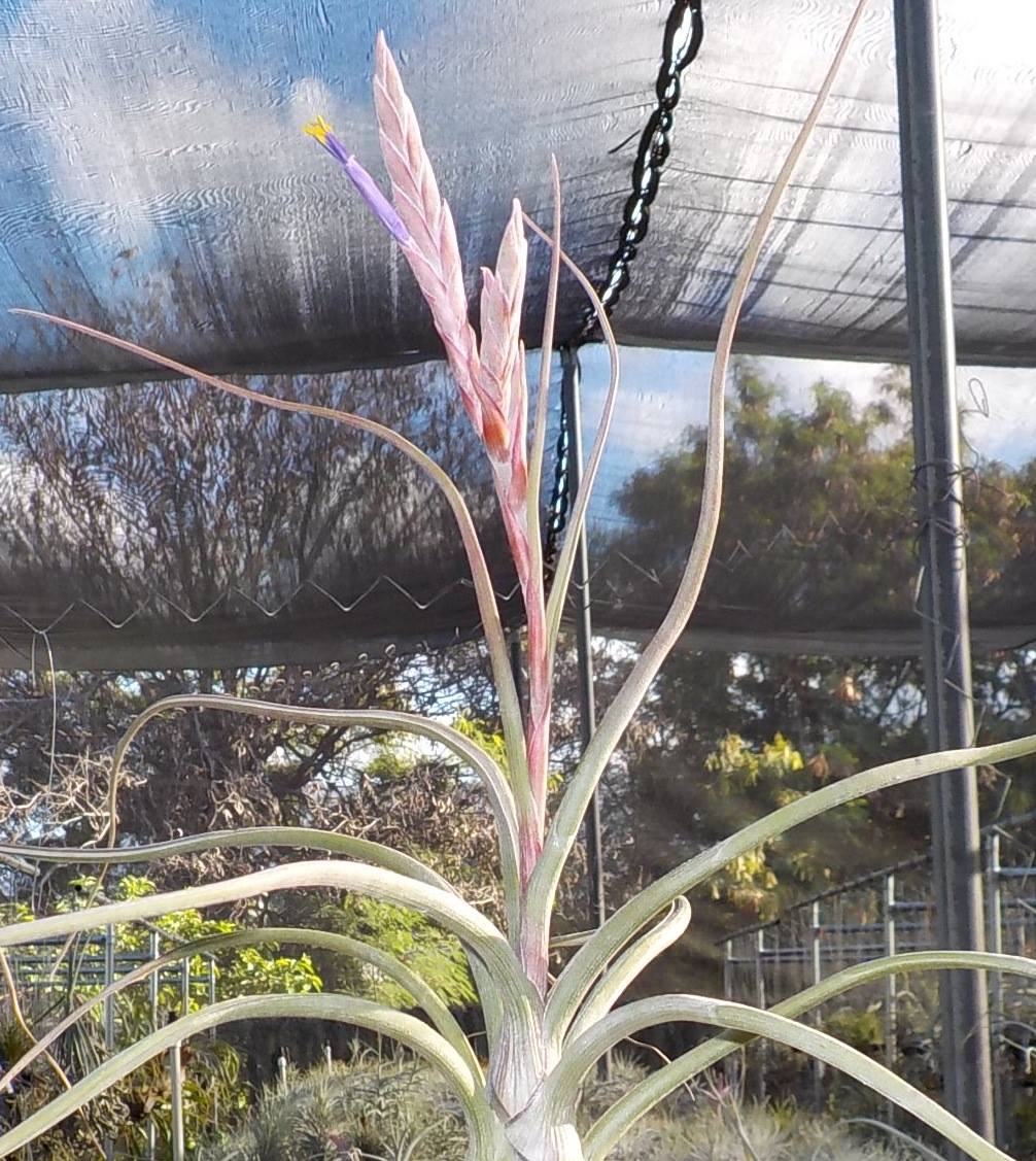 Tillandsia Hawaiian Tentacles. (bailleyi x pseudobaileyi)