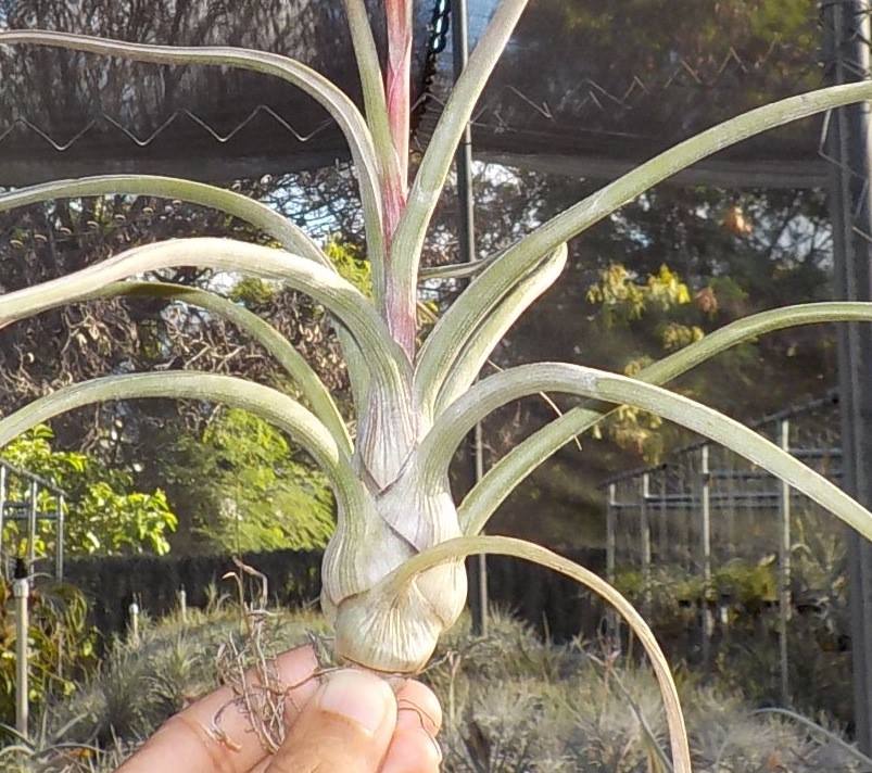 Tillandsia Hawaiian Tentacles. (bailleyi x pseudobaileyi)