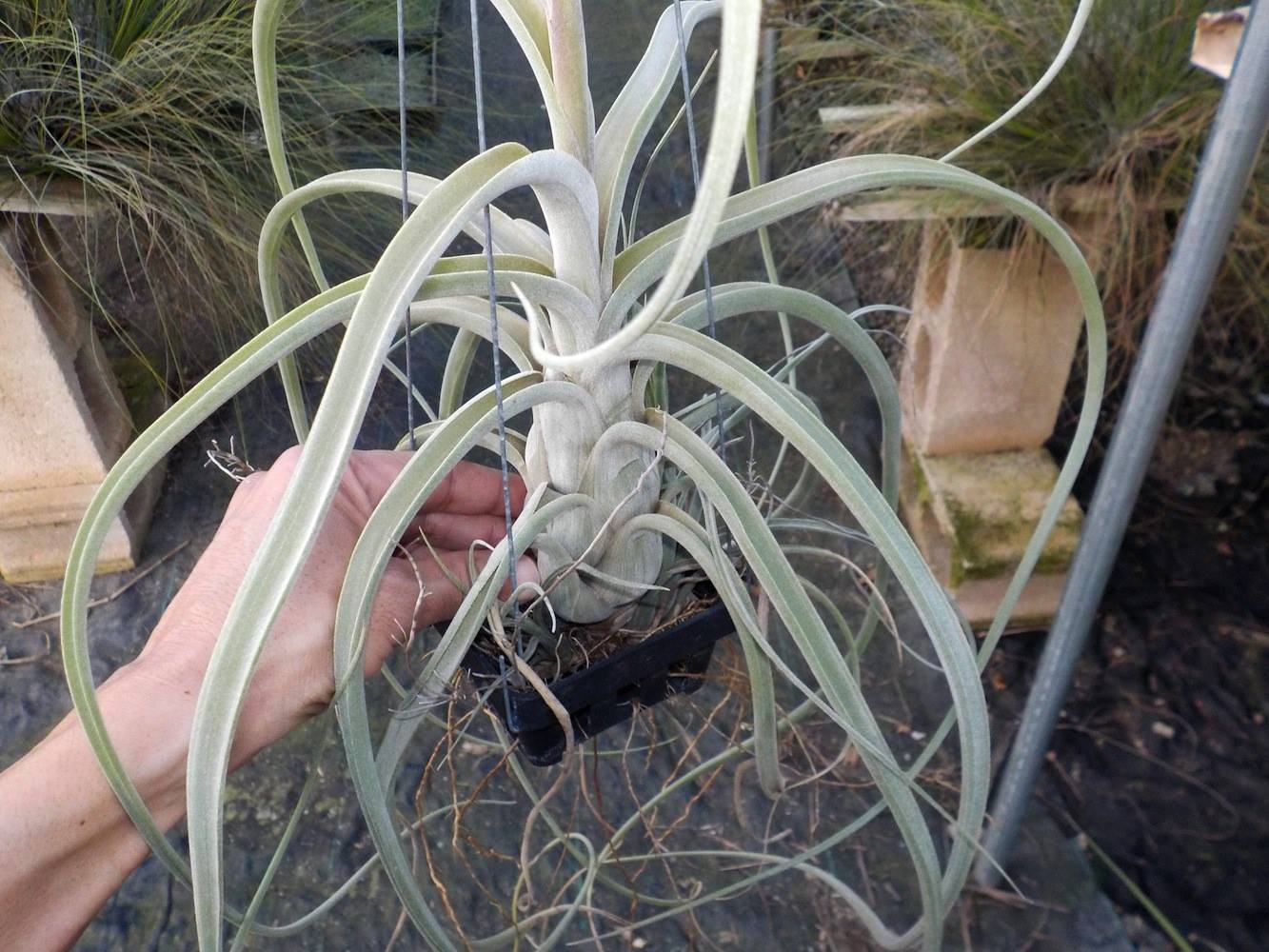 Tillandsia Carmela. (baileyi x balbisiana)