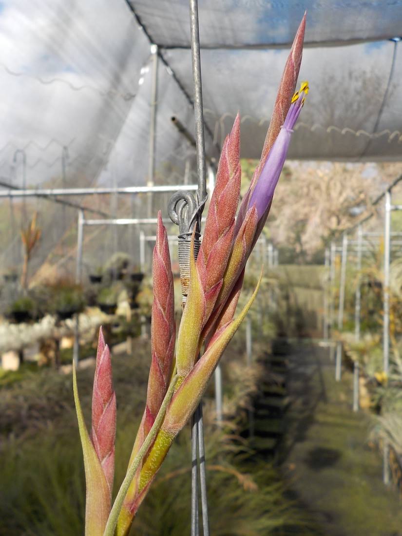 Tillandsia Carmela. (baileyi x balbisiana)