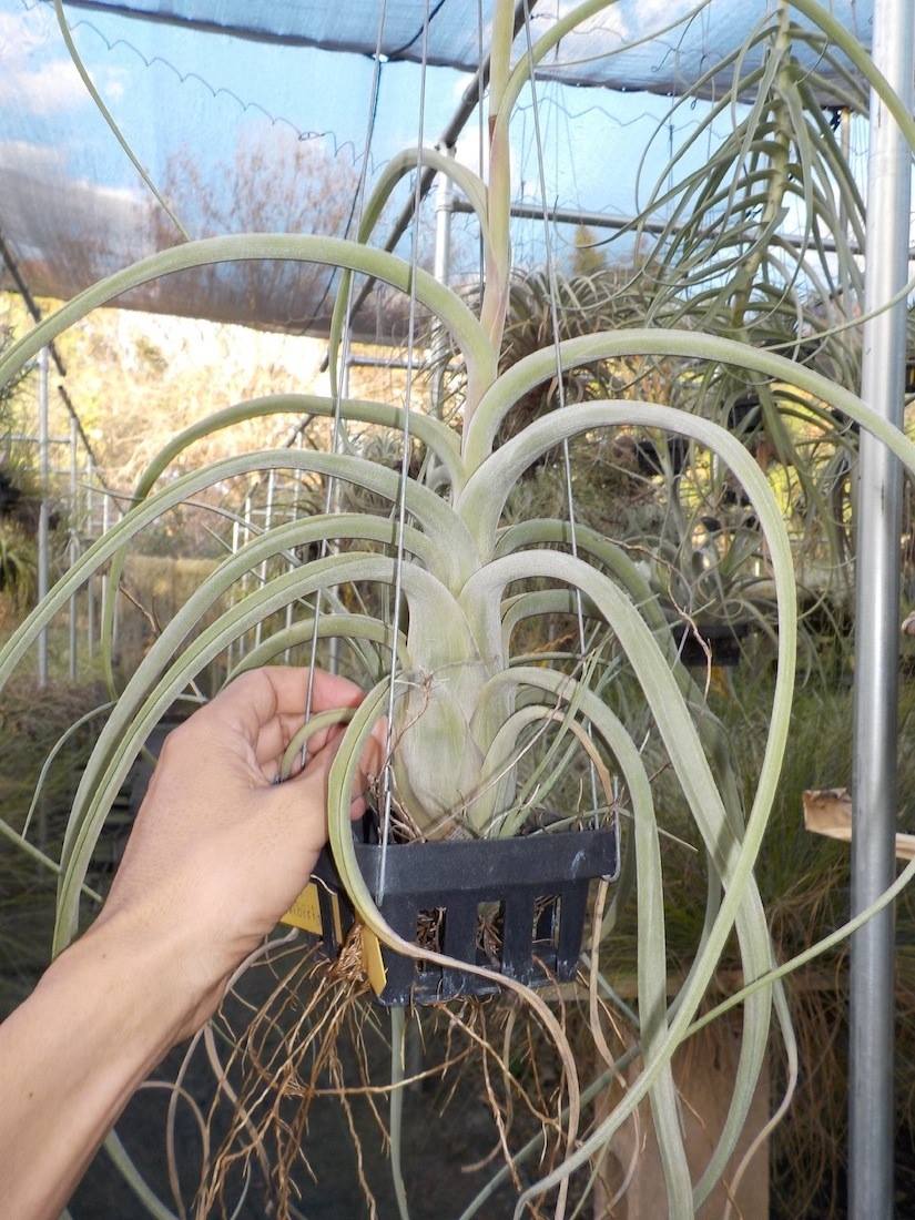 Tillandsia Carmela. (baileyi x balbisiana)